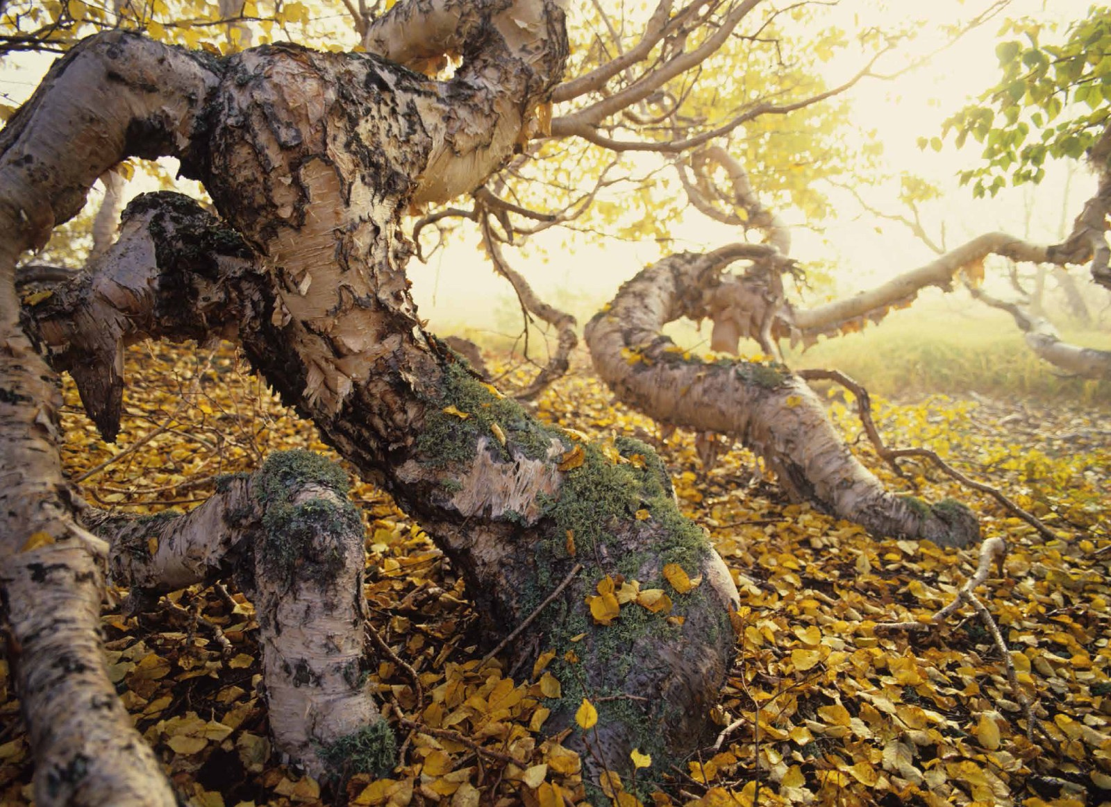 Коллекционные альбомы. ВАДИМ ГИППЕНРЕЙТЕР — ВЕЛИКИЙ ФОТОГРАФ ЗЕМЛИ РУССКОЙ