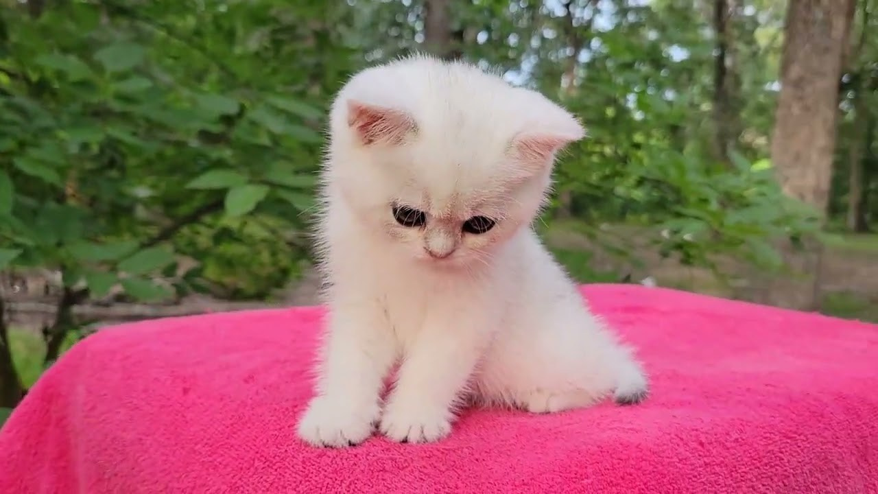 British shorhair Cats