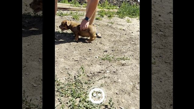 Помет Каспер и Асти. 13.04.25. Американский Булли в г. Ростов-на-Дону. Питомник THE POWER OF SIBERIA