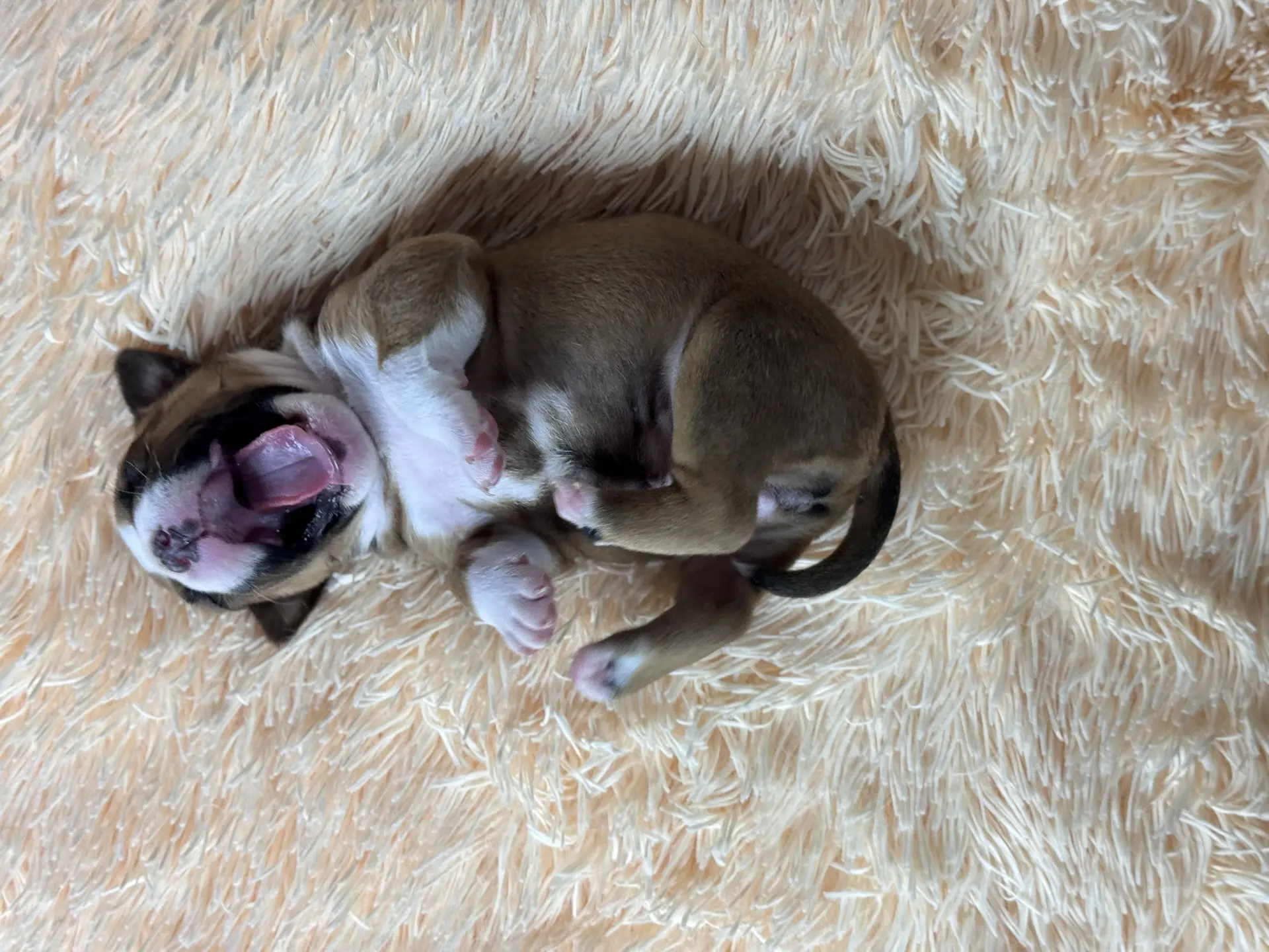 Все свободные щенки. Американский Булли в г. Ростов-на-Дону. Питомник THE POWER OF SIBERIA