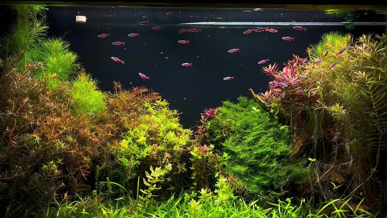 Формы жизни | ADA Галерея Москва. Аквариумист Максим Ерёмин. Aqua Maxim