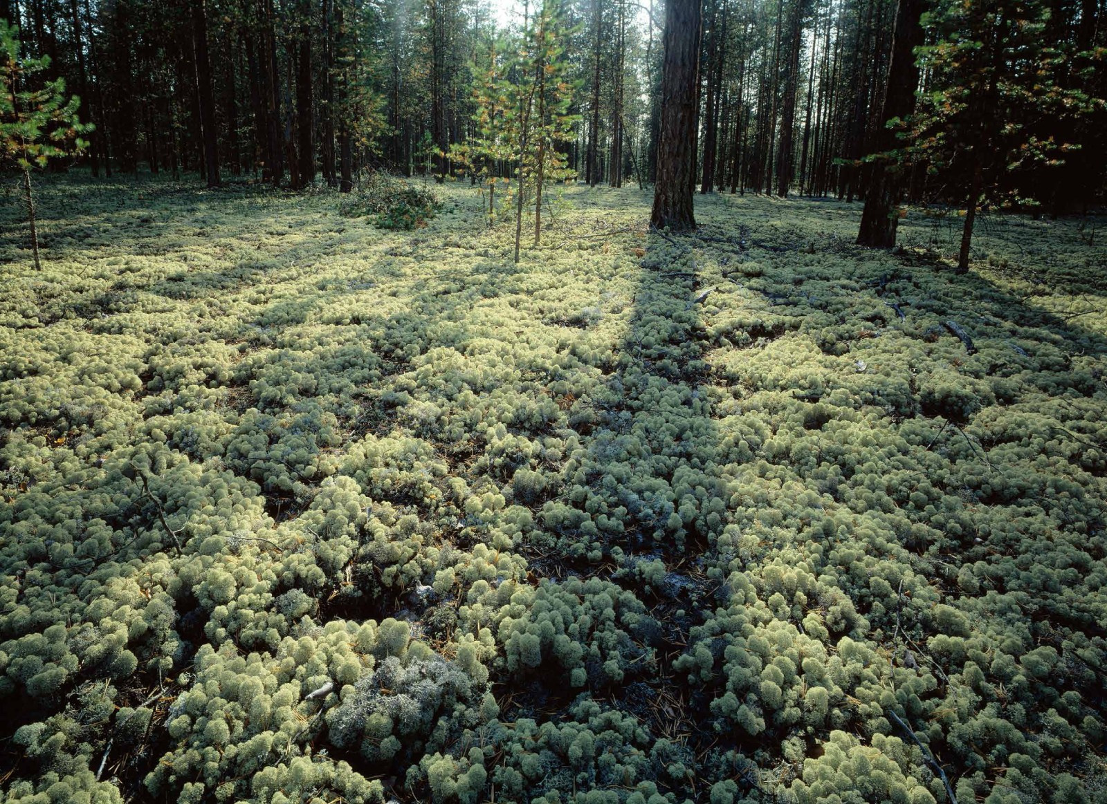 Коллекционные альбомы. ВАДИМ ГИППЕНРЕЙТЕР — ВЕЛИКИЙ ФОТОГРАФ ЗЕМЛИ РУССКОЙ