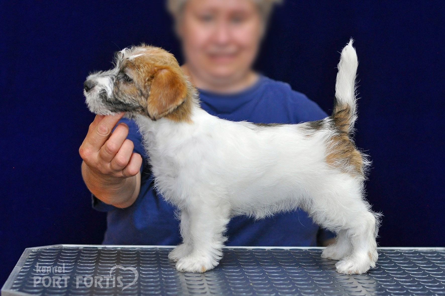 2026 Litter H female 1. Щенки джек рассел терьера, питомник РКФ, питомник джек рассел терьеров, питомник Порт Фортис, kennel PORT FORTIS