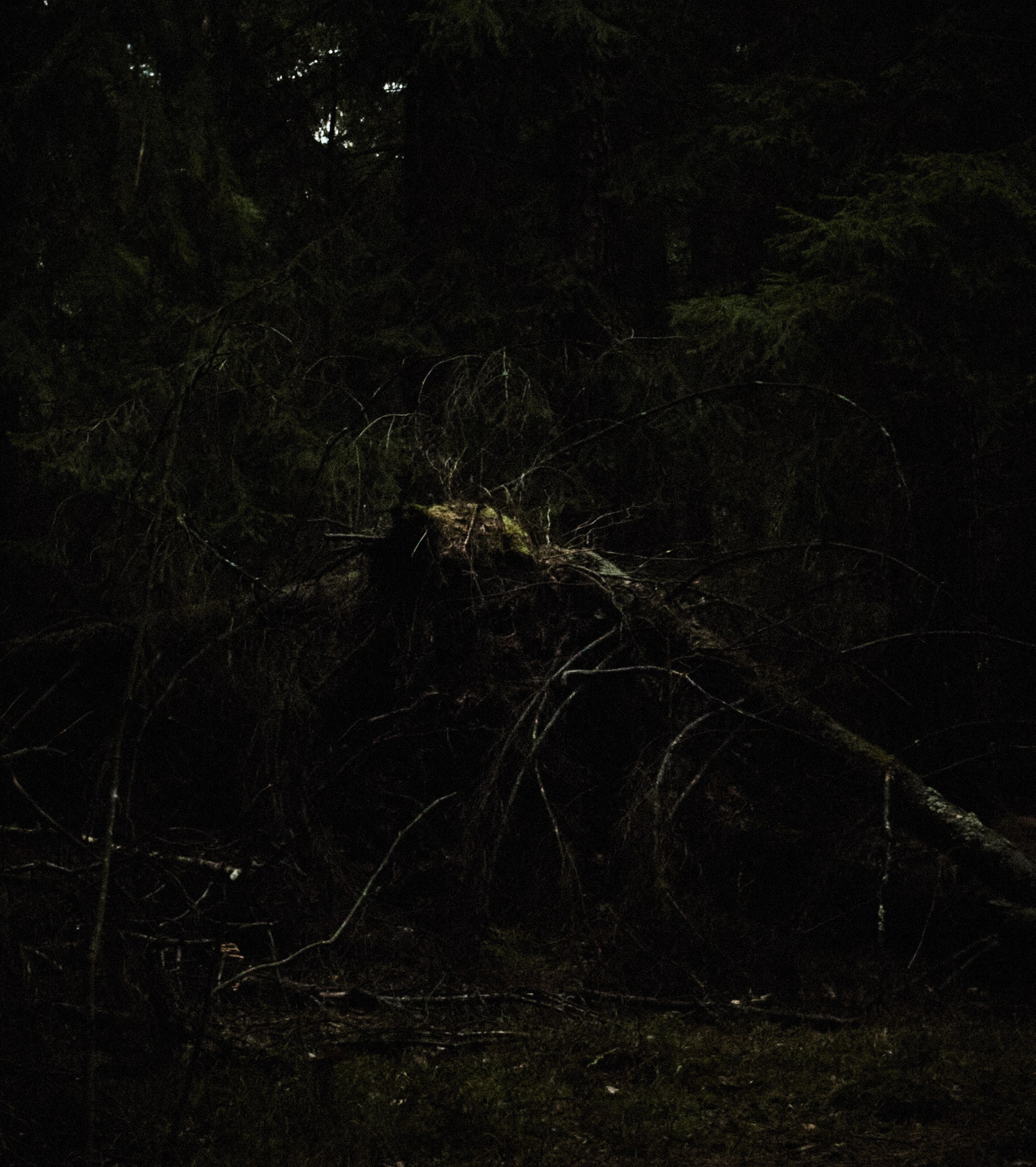 Фотограф Москва