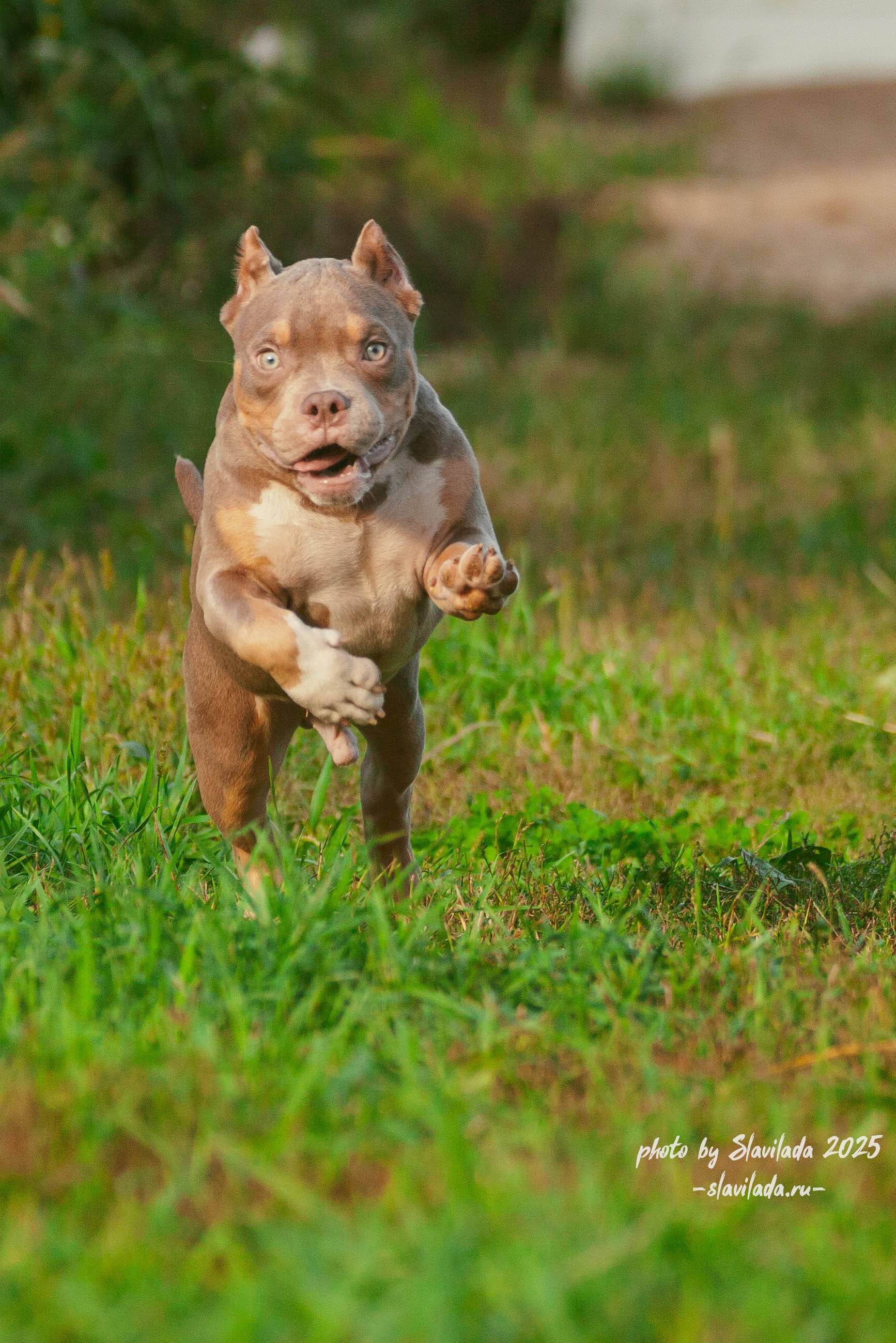 Американский булли. Slavilada-Лапки. Свет. Любовь… Профессиональная фотосессия питомцев Для памяти, пристройства и продажи. Хабаровск