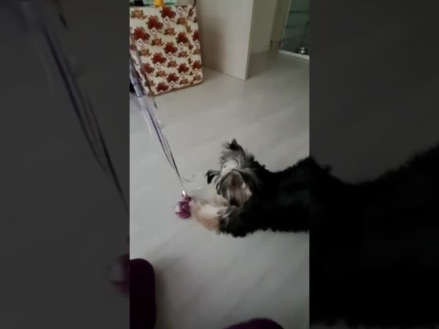 Lux became a dad. Chinese Crested Dog Kennel Poale Ell