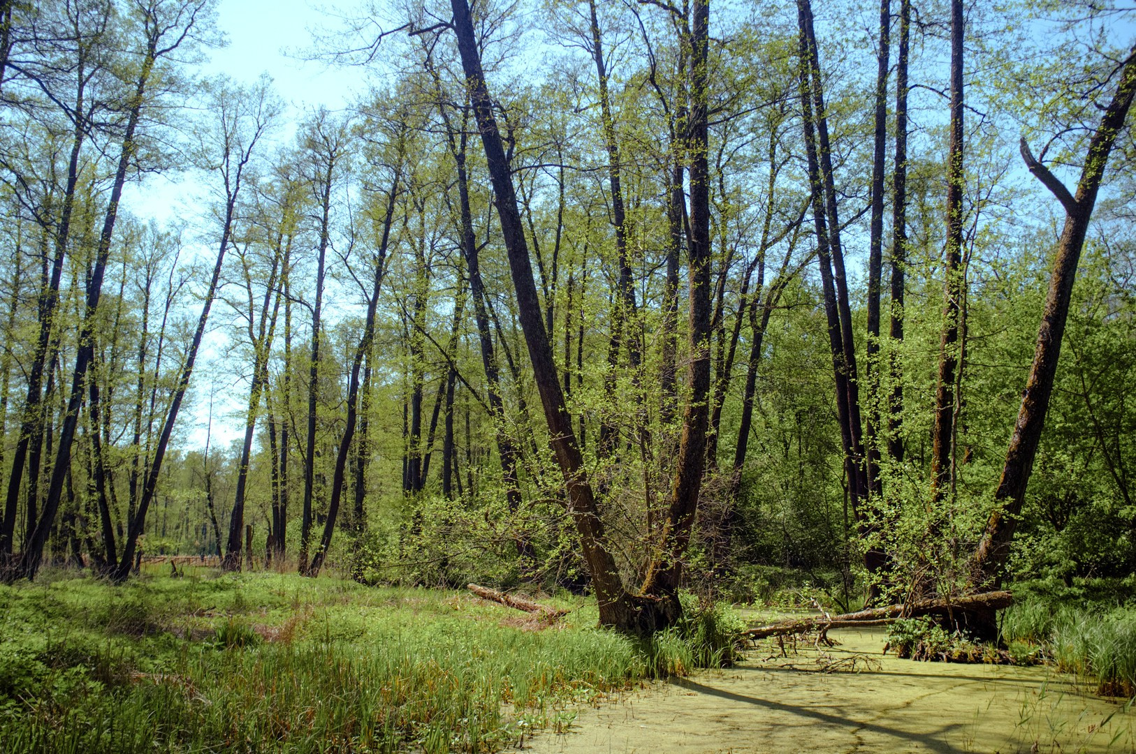 Руслан Шувалов (поэтограф)