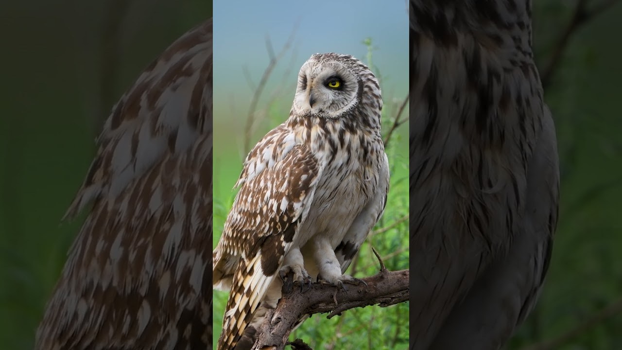 Совята учатся летать. Owlets learn to fly. Фотограф Сергей Пупонин