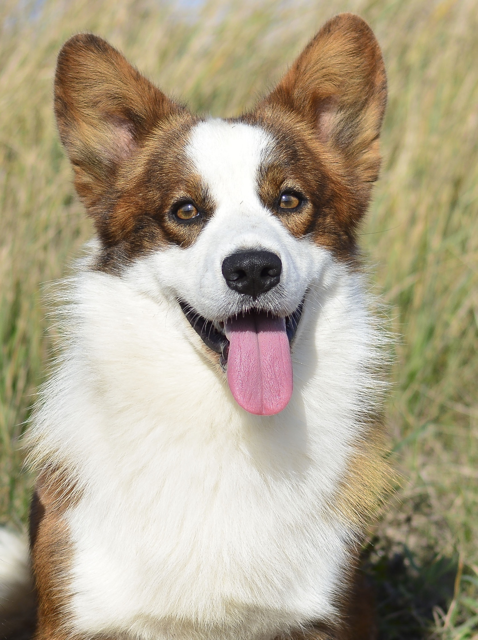Вельш корги кардиган Corgi Na Volge Pobedonosets ВЕГАС. Ice Fantasy kennel: professional breeding of Siberian huskies and wels