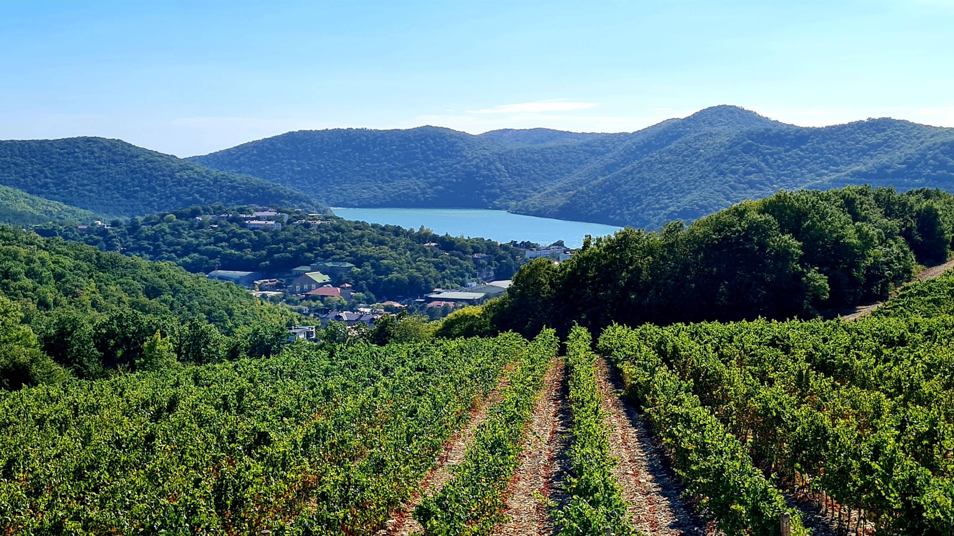 Организация свадьбы в Абрау-Дюрсо. Свадьба в Абрау-Дюрсо