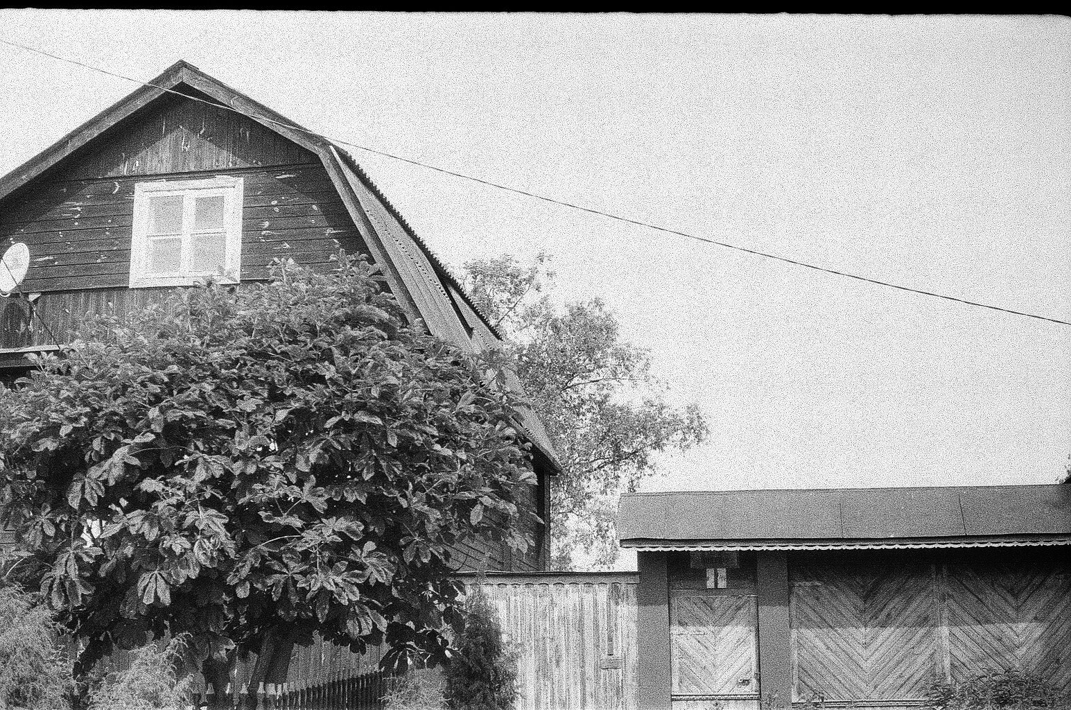 Плакучая ива. Фотограф-любитель Ксения Мирзоян