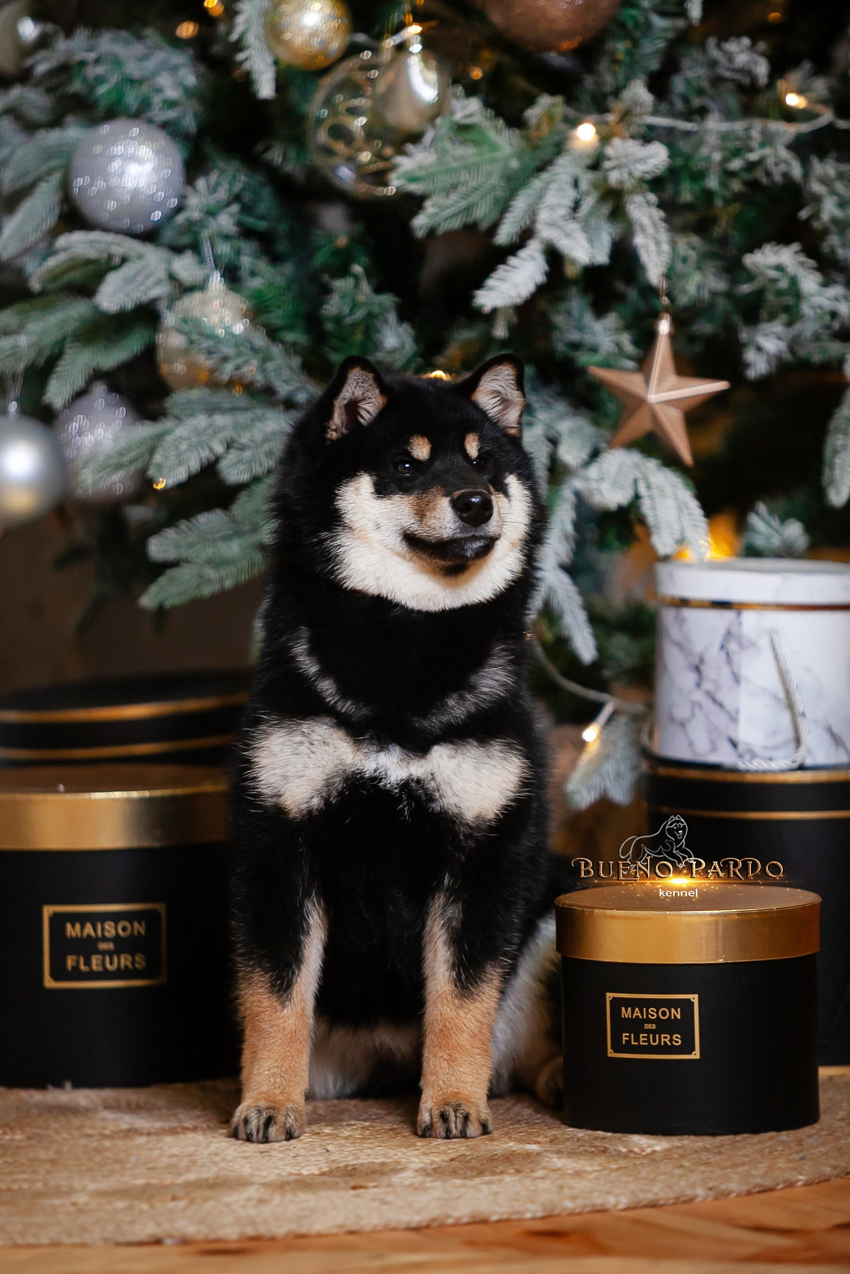 Kawaii Kuma питомник собак пород Корги пемброк, Акита ину, Сиба