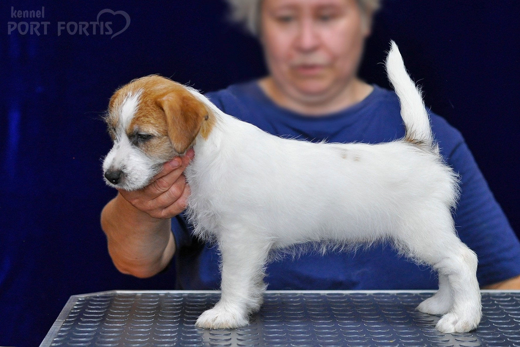 2026 Litter H female 3. Щенки джек рассел терьера, питомник РКФ, питомник джек рассел терьеров, питомник Порт Фортис, kennel PORT FORTIS