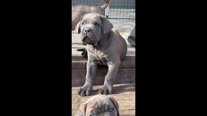 Собаки производители. Кане Корсо Лайф, щенки породы Кане Корсо, г. Москва