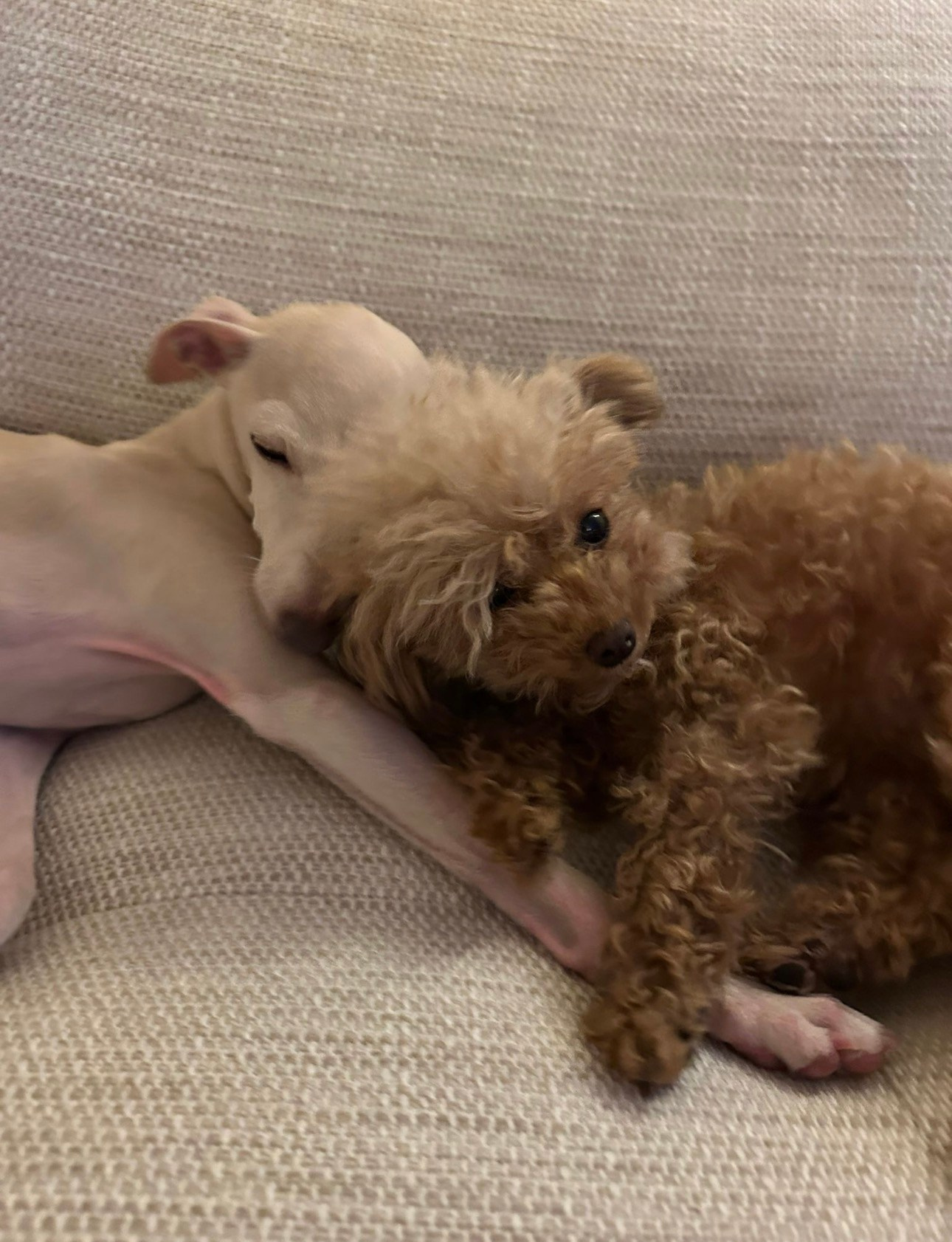 Левретка и другие породы собак. Профессиональный питомник левреток РКФ/FCI ASTI SAPPHIRE 💎 Сочи|Санкт-Петербург