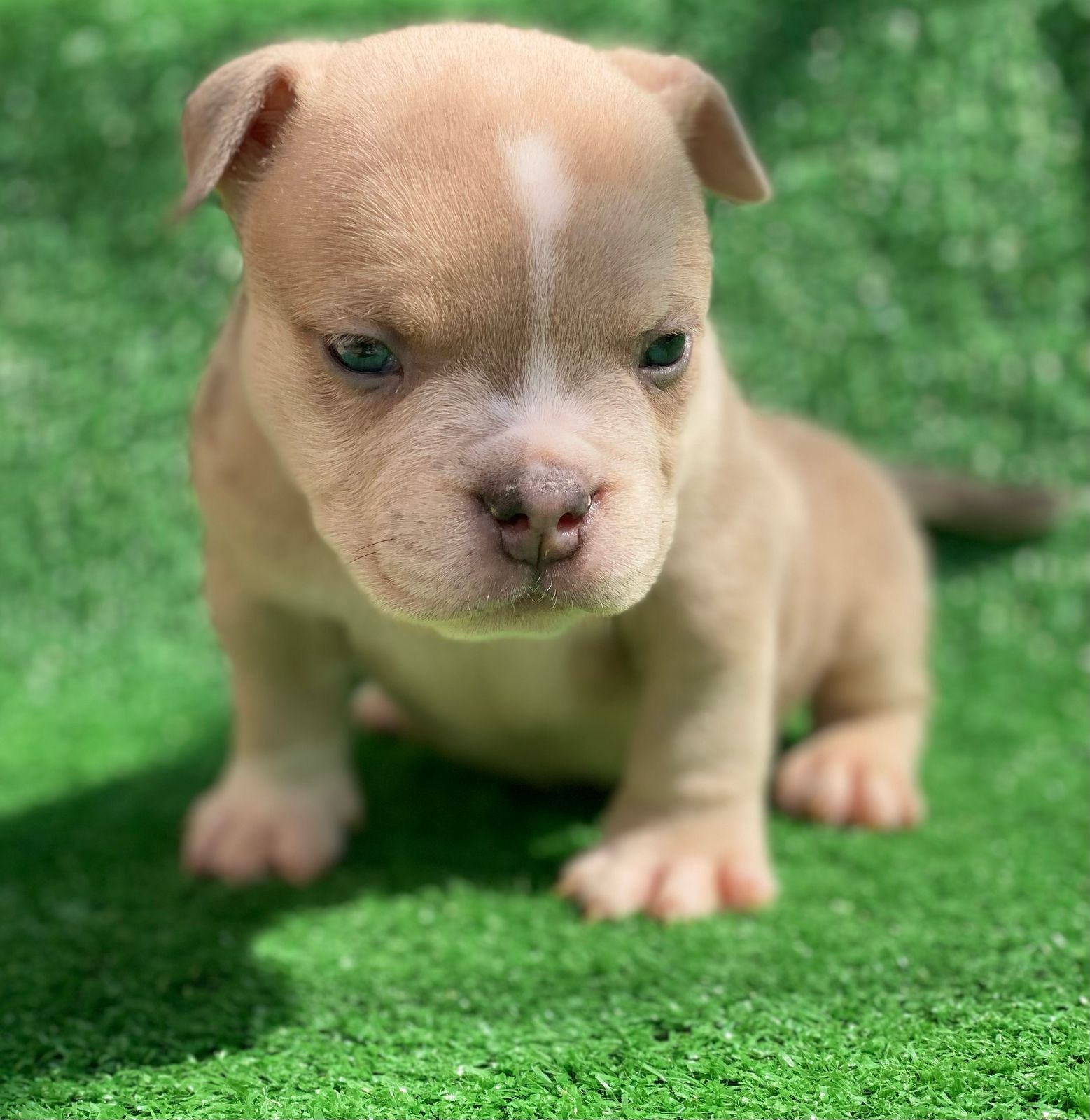 Помет Каспер и Кентуки. 14.05.25. Американский Булли в г. Ростов-на-Дону. Питомник THE POWER OF SIBERIA