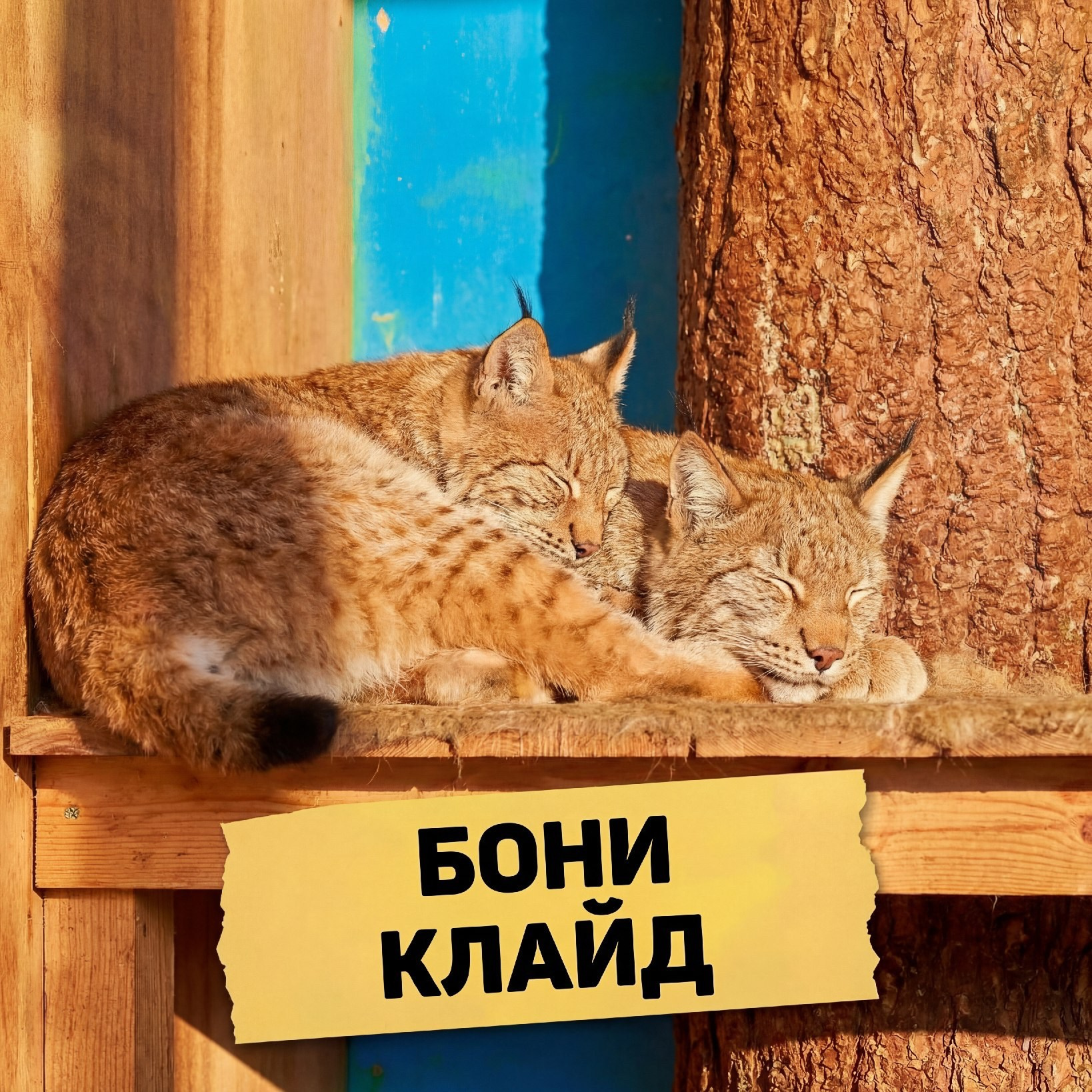 Рысь в зоопарке Лесная Братва