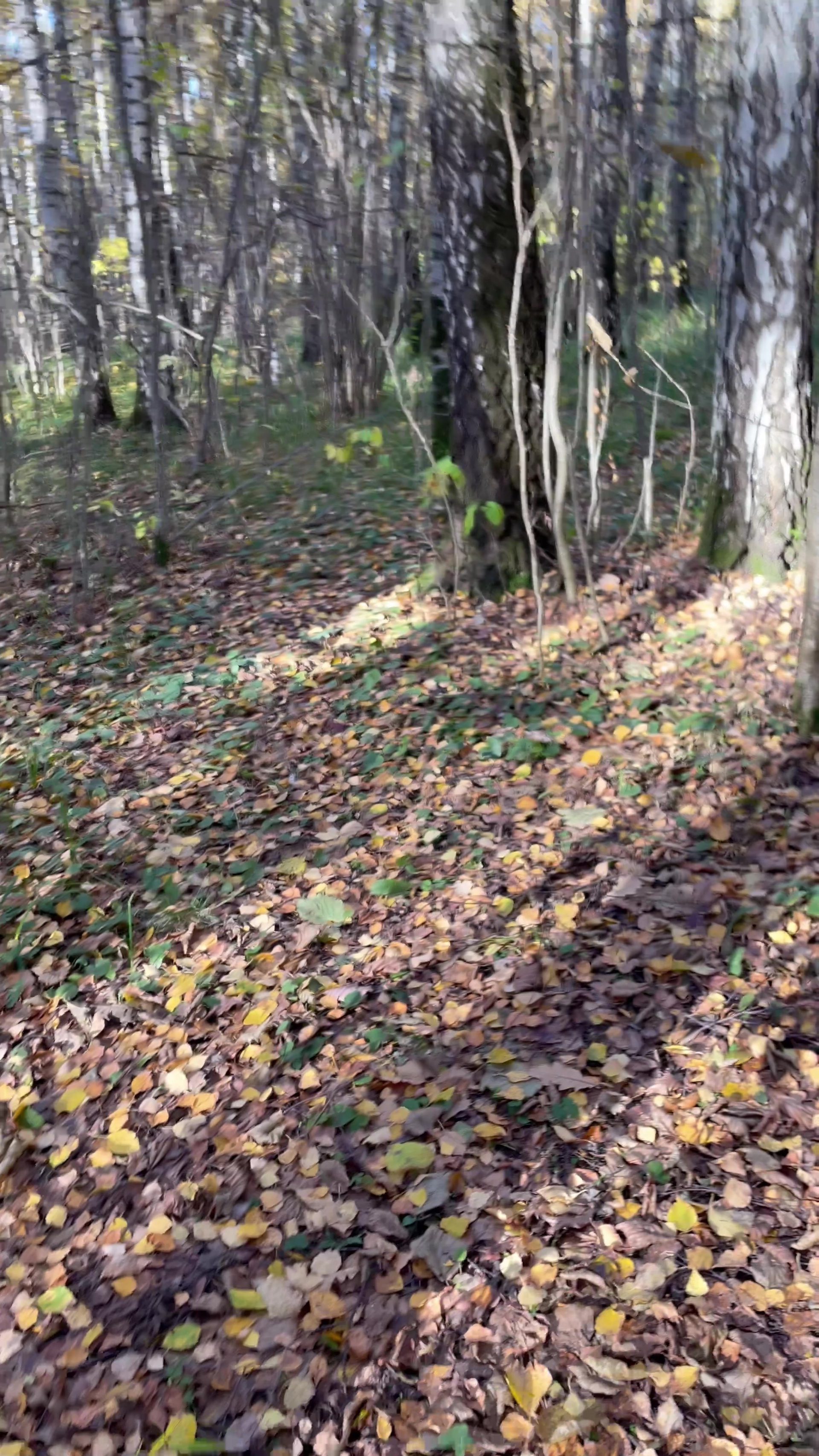 Честер и ко. осенью в Тропарево. Питомник китайских хохлатых собак Poale Ell: купить щенка в питомнике