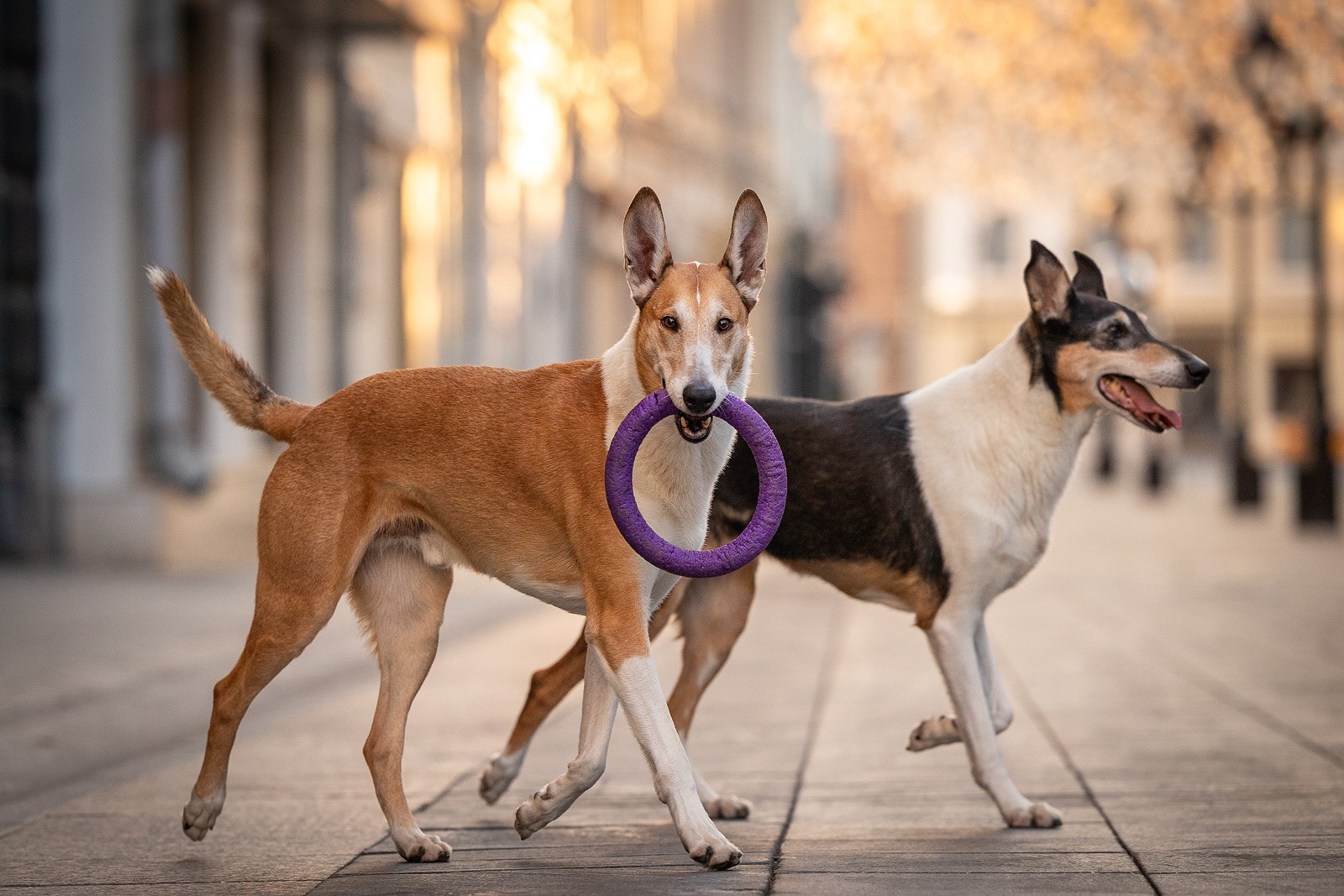 Винтик и Вита в городе. Фотограф-анималист Natalia Deingel | Фотосъемка собак в Москве