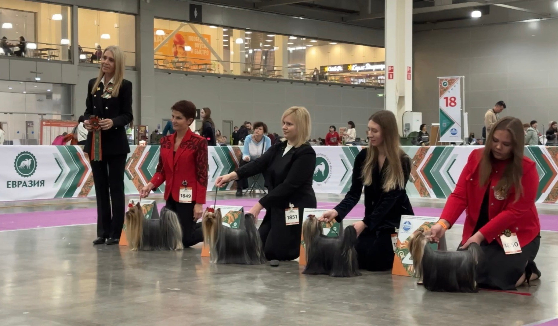 Стильная, лаконичная фотосессия Люси 💞 Всё как я хотела!. Йоркширский терьер — питомник йоркширских терьеров Vole'T Shou