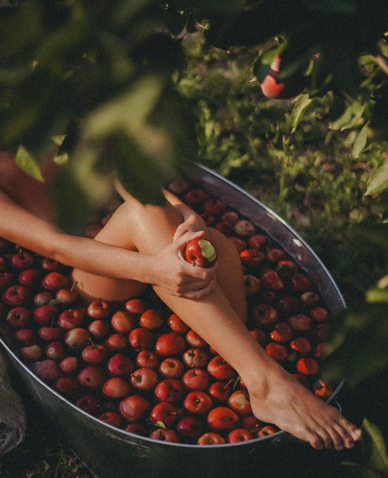 Фотопроект RED APPLES. Бусова Анастасия — фотограф беременности — Томск