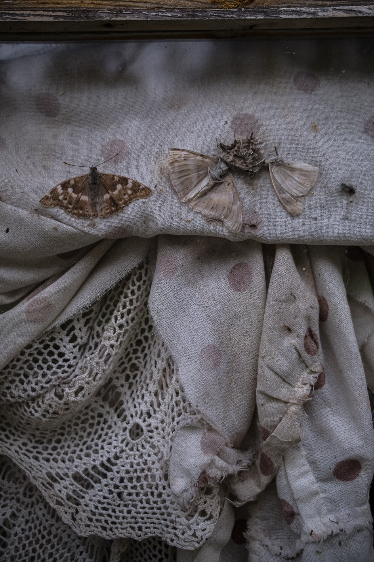 Treasure Trove. Natasha Lozinskaya | Photographer
