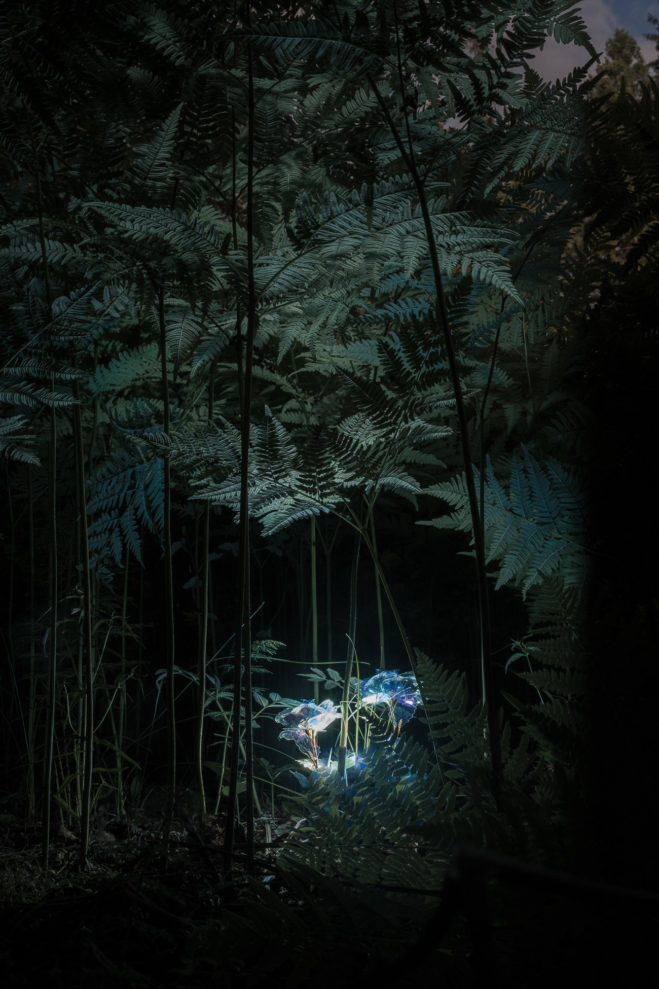 Treasure Trove. Natasha Lozinskaya | Photographer