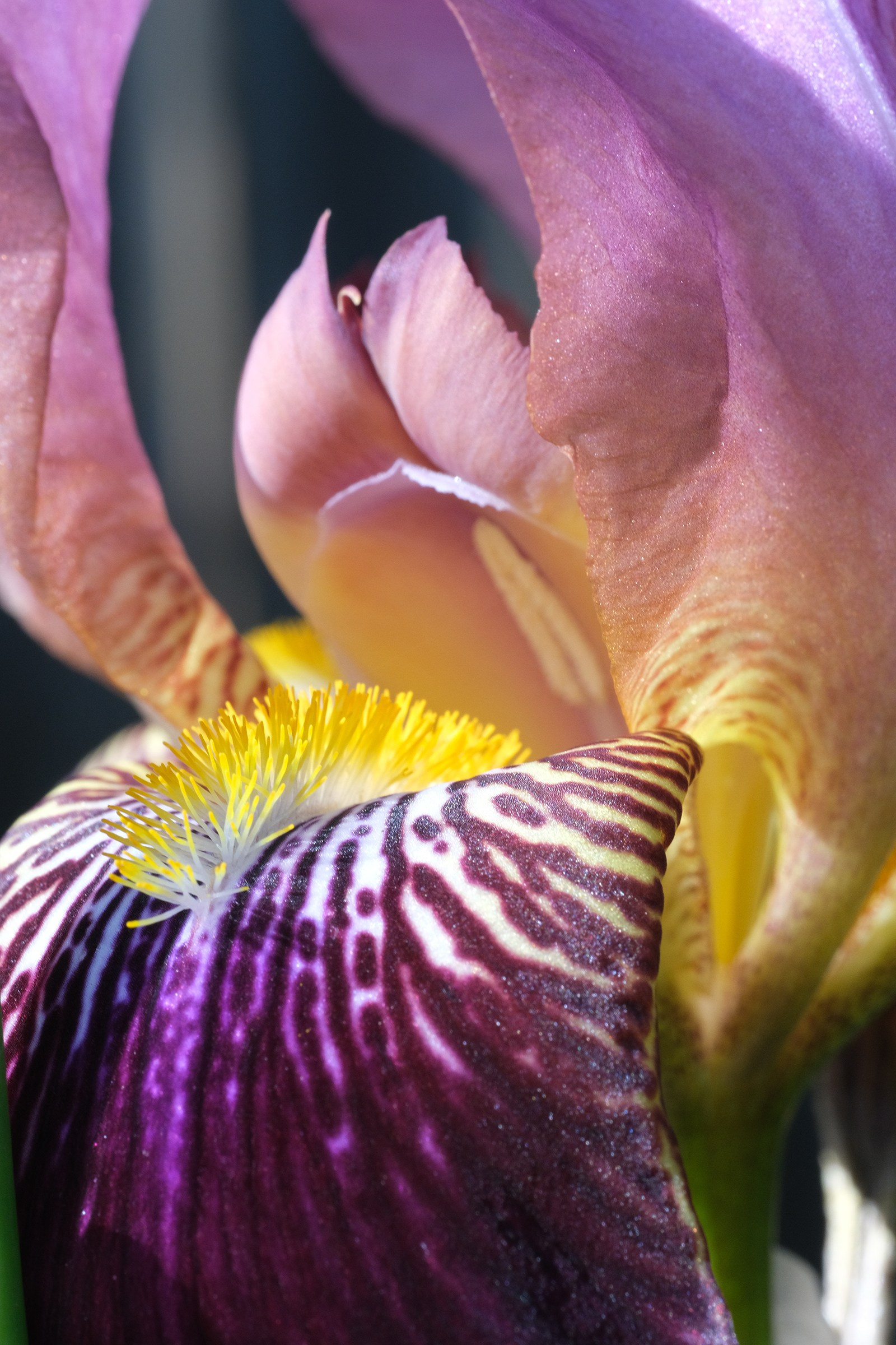 Фотографии города, архитектуры, цветов, макро, кошек. Москва