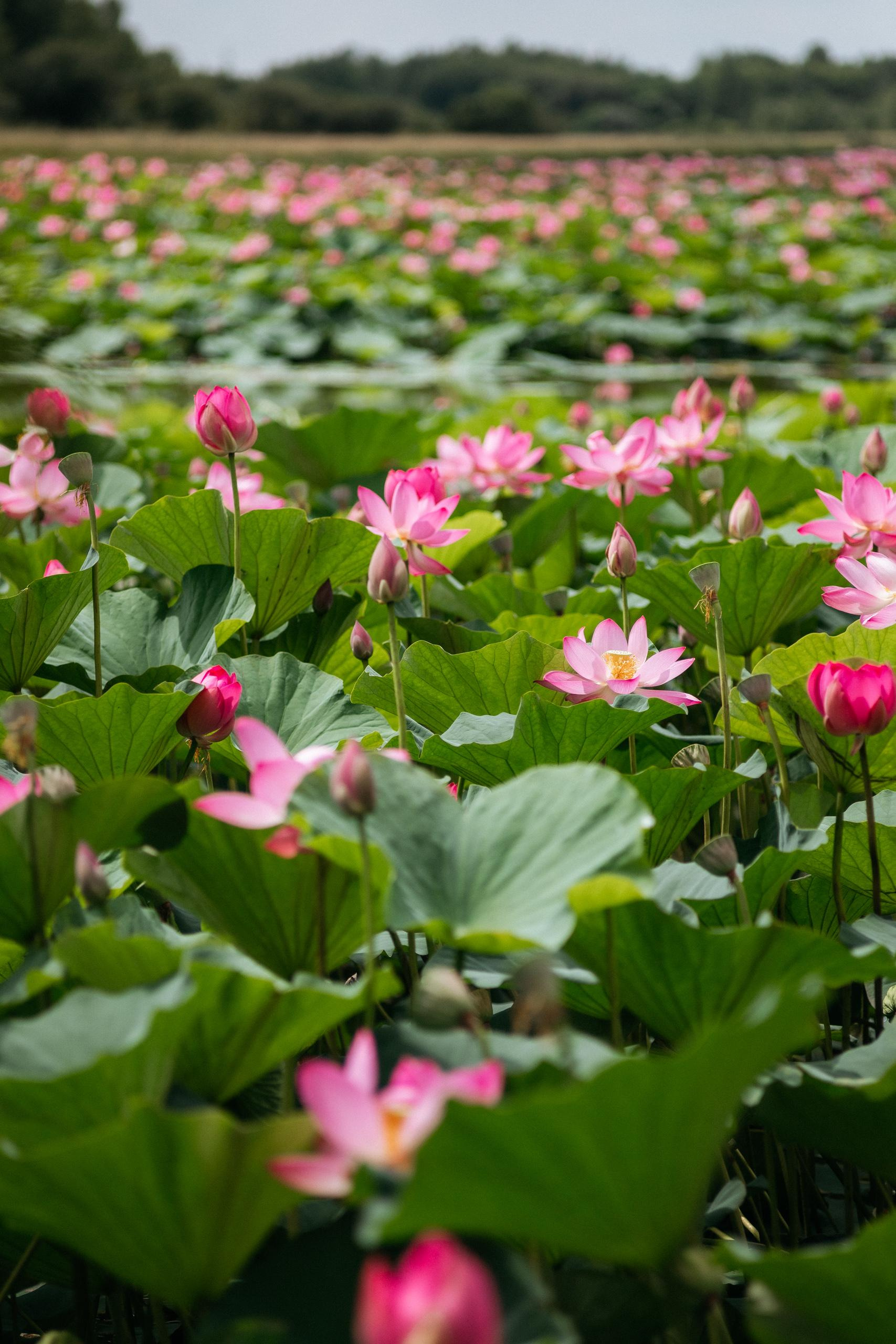 АМУР РЕЗОРТ. СВОИ. ФОТООТЧЕТЫ-СОБЫТИЯ-МЕСТА