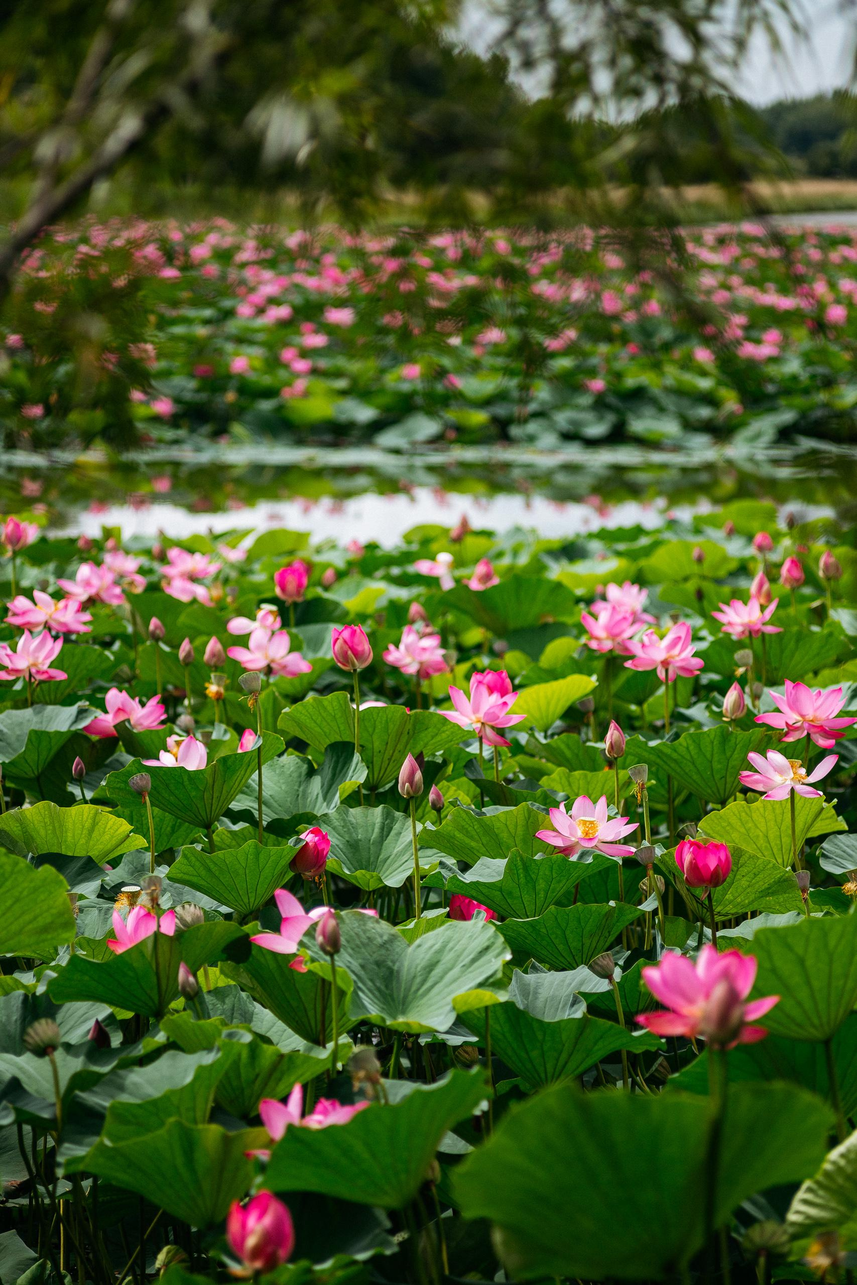 АМУР РЕЗОРТ. СВОИ. ФОТООТЧЕТЫ-СОБЫТИЯ-МЕСТА