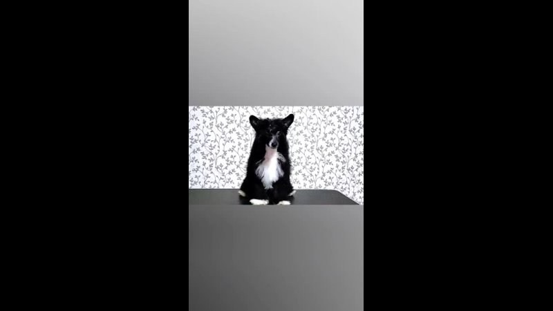 Poale Ell Chester Becomes a Dad for the First Time. Chinese Crested Dog Kennel Poale Ell