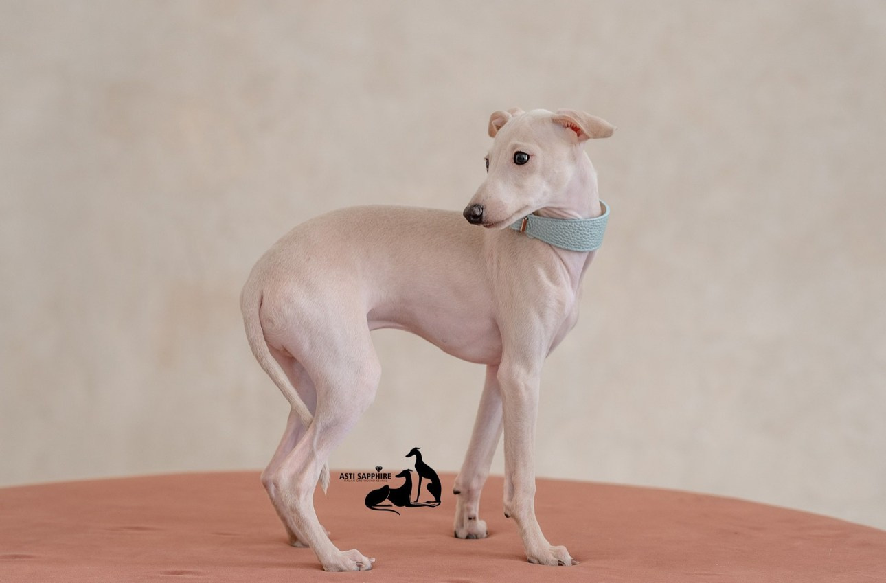 Casper boss. Профессиональный питомник левреток РКФ/FCI ASTI SAPPHIRE 💎 Сочи|Санкт-Петербург