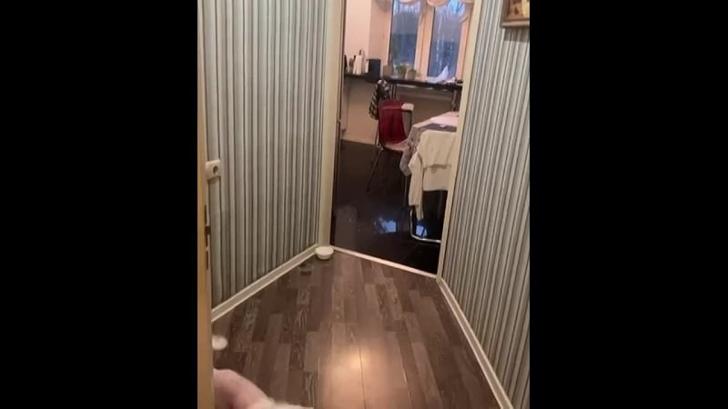 Привет от Френсиса, нам 6 мес!. Питомник китайских хохлатых собак Poale Ell: купить щенка