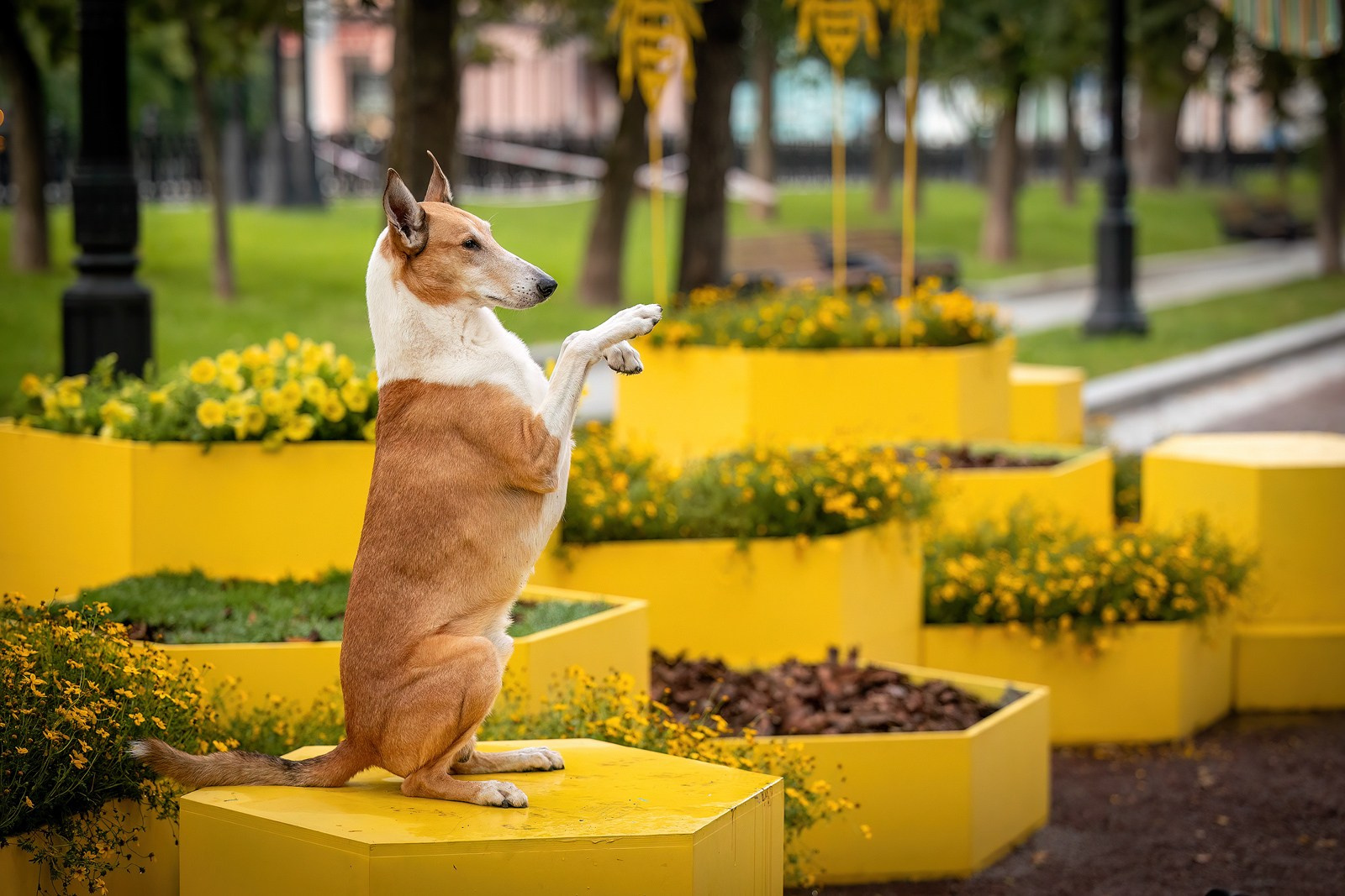 Винтик и Вита в городе. Фотограф-анималист Natalia Deingel | Фотосъемка собак в Москве