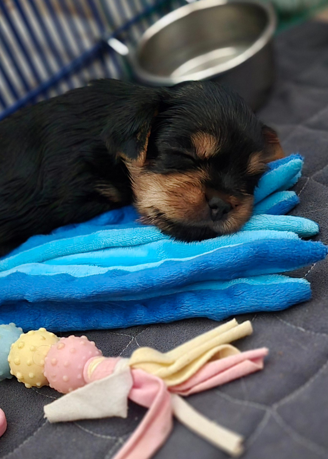 Щенки йоркширского терьера. Питомник Воле'Т Шоу Vole'T Shou. Йоркширский терьер — питомник йоркширских терьеров Vole'T Shou