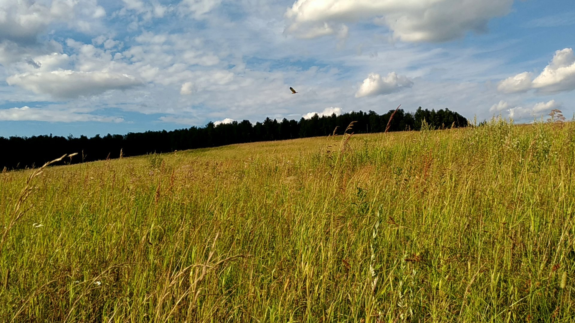В поле под присмотром сокола. Питомник китайских хохлатых собак Poale Ell: купить щенка в питомнике