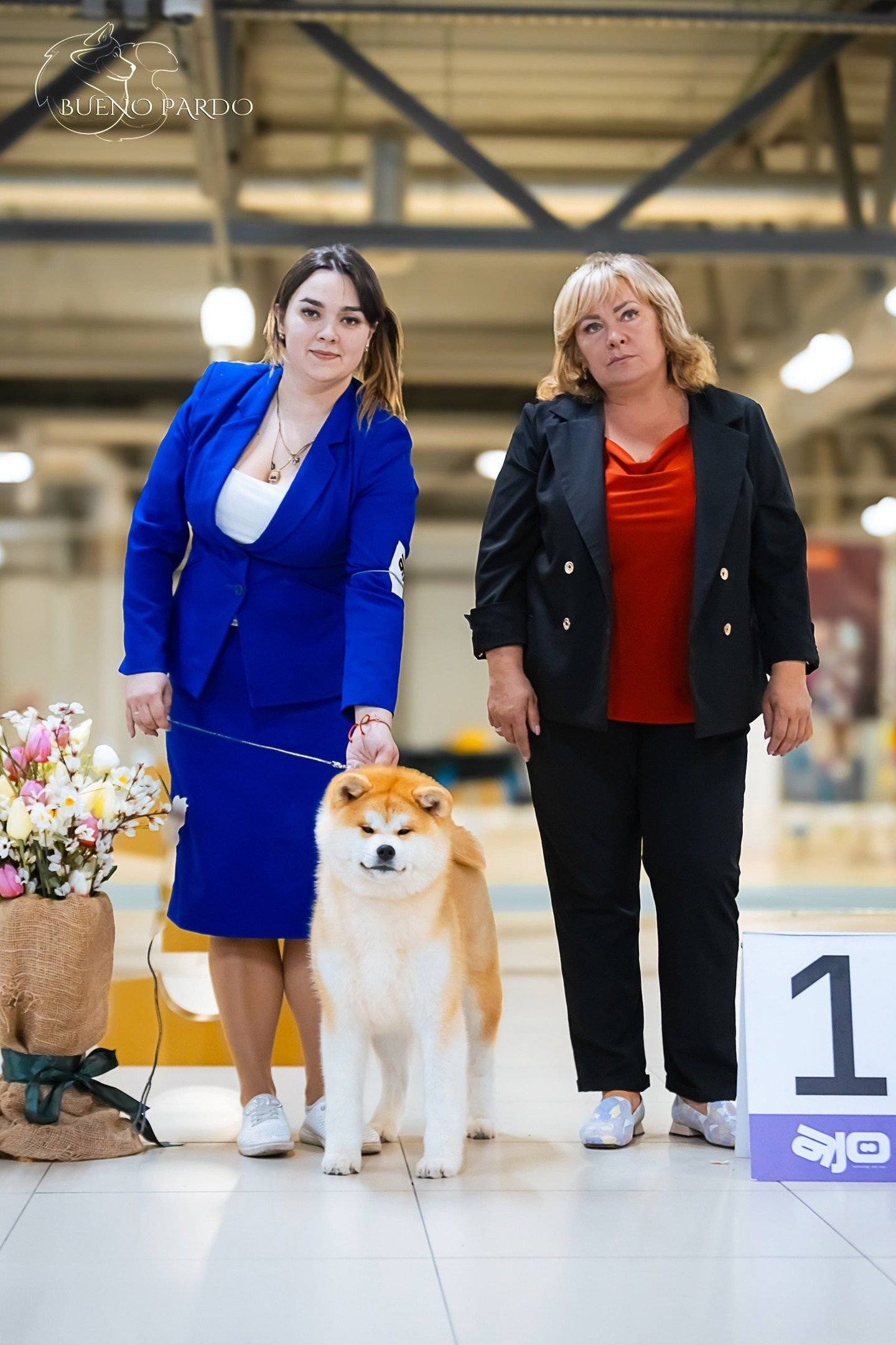 Собаки питомника Bueno Pardo. Питомник собак Акита, Хаски, Корги