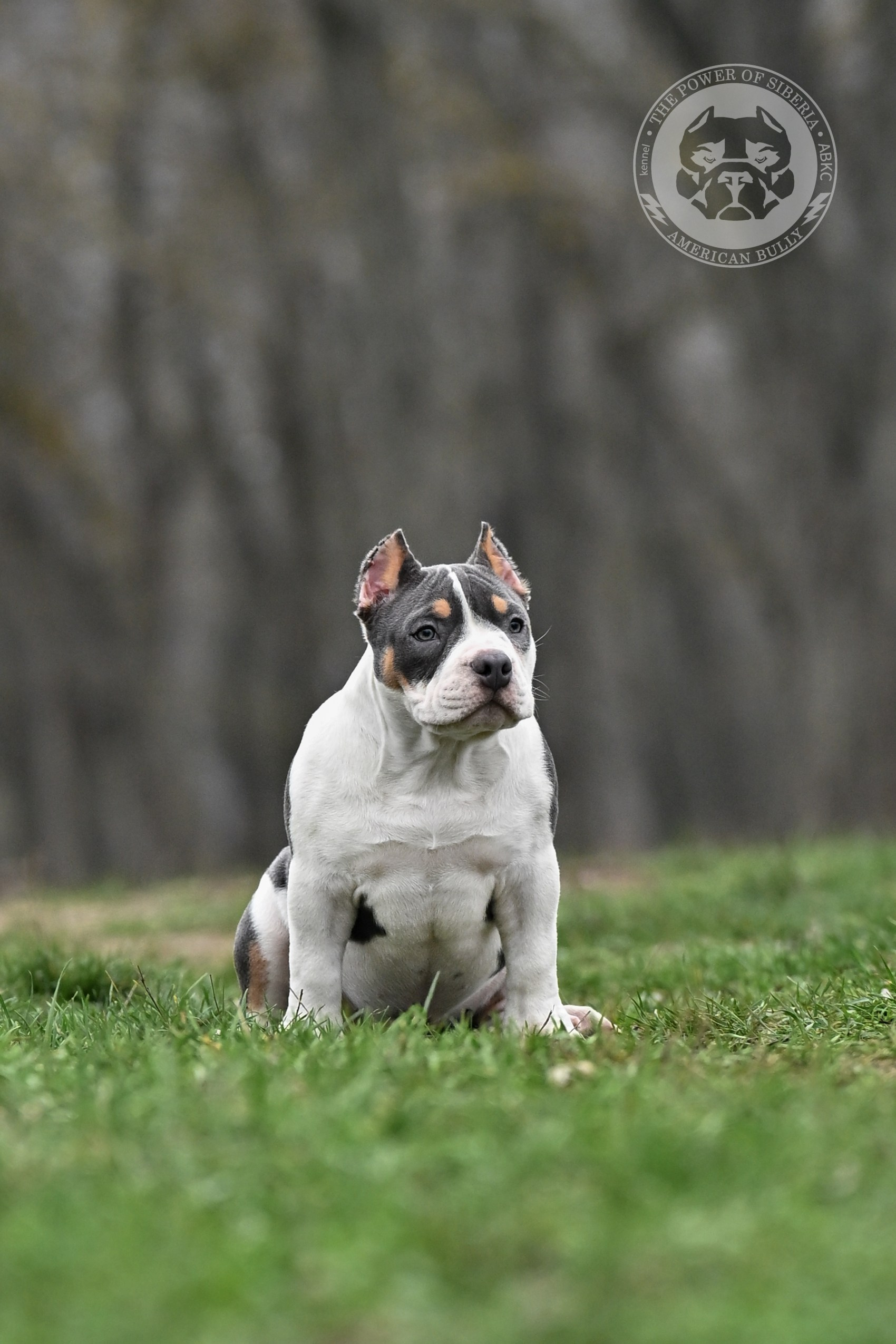 Все свободные щенки. Американский Булли в г. Ростов-на-Дону. Питомник THE POWER OF SIBERIA