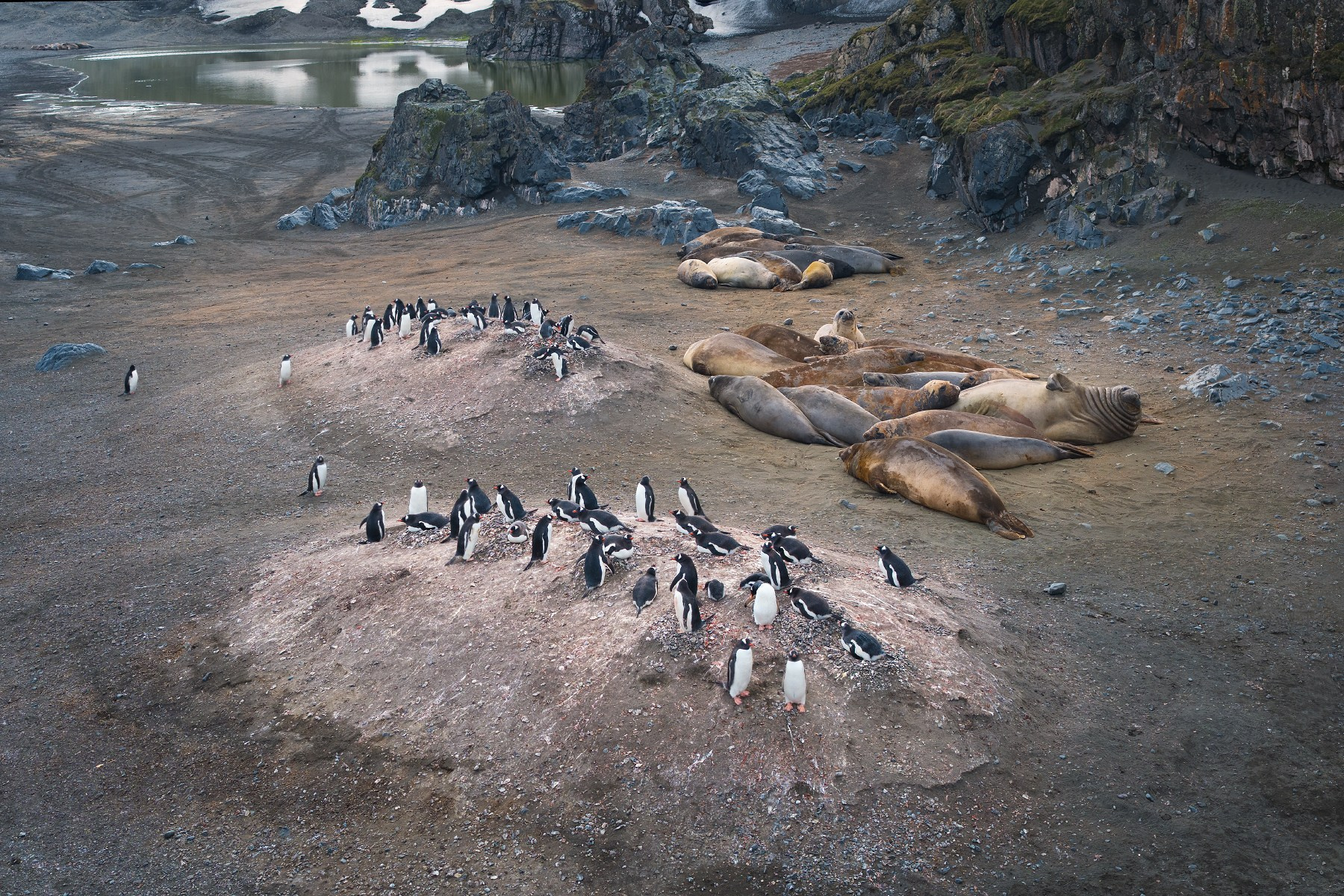 Антарктика, архипелаг Южные Шетландские острова, остров Ливингстон (Смоленск), морские слоны и субантарктические пингвины (пингвины Генту)