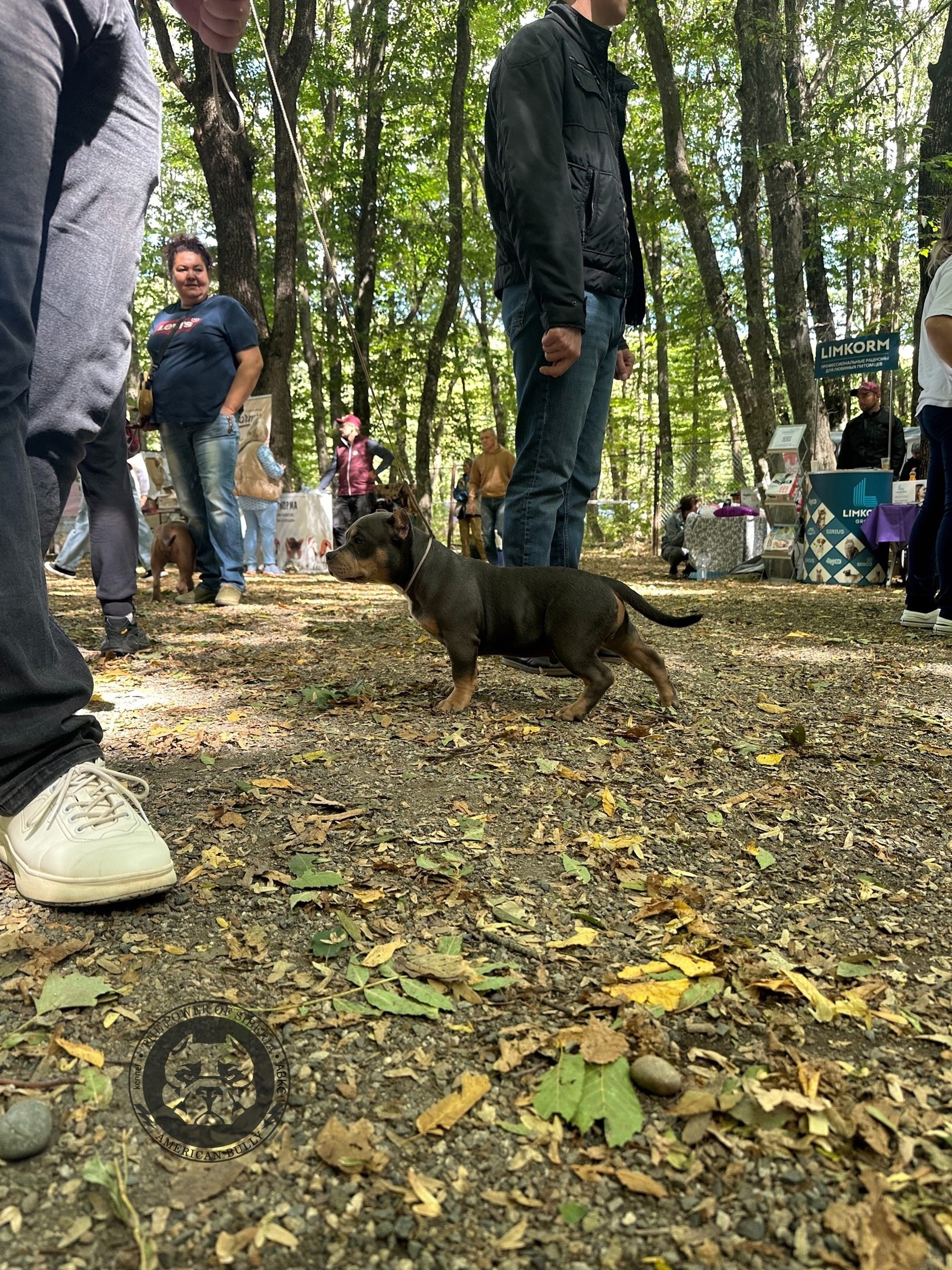 американский булли Юг, американский булли южный округ, лучшие американские булли на юге россии, топовые булли в россии, топовые американские булли в россии, ТОП булли, Топ американский булли, самые крутые американские булли, булли клаccик, булли покет, булли стандарт, булли экзот, булли xl, амeриканский булли, щенок булли, американский булли питомник, американский булли купить, американский булли щенок, американский булли москва, американский булли ростов-на-дону, американский булли краснодар, американский булли ставрополь, американский булли волгоград, американский булли семфирополь, американский булли ставрополь, американский булли сочи, американский булли воронеж, американский булли питер, американский булли санкт-петербург, американский булли Казань, американский булли Новосибирск, американский булли Челябинск, американский булли Ростов, американский булли Луганск, американский булли Донецк, американский булли покет, американский булли классик.американский булли ,американский булли щенки , американский булли купить ,американский булли фото , американский булли покет , собака американский булли , порода американский булли , американский булли цена , купить щенка американского булли ,американский булли характеристика , порода собак американский булли, питомник американских булли , американский булли отзывы, американский булли стандарт , американский булли отзывы владельцев, американский булли xl , россия американские булли , американские булли москва , американский булли вес , американский булли цена щенка, американский булли породы собак сша , американский булли размеры , американский булли классик , американский булли классика , американский булли характеристика породы , авито американский булли , сколько стоит американский булли , окрасы американских булли , американский булли виды , американский булли типы , американский булли цена в россии , американский булли экзот , американский булли микро , американский булли мини , собака американский булли фото , американский булли спб , американский булли характер , минусы американского булли , купить американского булли в москве , американские булли сколько щенков , плюсы американского булли , американский булли плюсы и минусы , взрослый американский булли , американский булли фото цена , американский булли фото щенков , американский булли крым , сколько живут американские булли , американский булли описание , американский булли купить авито , американский булли ростов , собачий питомник , питомник для собак , собаки , порода , щенки, щенок для детей, щенок для ребенка, щенок для семьи, собака для ребенка, питомник BULLY LOVERS, питомник THE POWER OF SIBERIA, питомник Ultimate Bully, питомник FORTIS FORTUNA VALIDI, питомник EXTREME BEAR, питомник American Dream, Питомник RUSSIAN BULLS, питомник ТАРУС & BULLY LAND, питомник Bully Ranch P&N, Питомник ANTREABULLS, питомник Ambully House, питомник Mar Nero, питомник Alfabulls, #micro #microbully #ambully #ambullys #ambullylife #ambullyforlife #ambullyworld #ambullylove #ambullylover #ambullylovers #ambullyloversfans #americanbullybreed #americanbullykennelclub #американскийбуллипитомник #bullies #bulliesallday #bulliesofig #bulliesofinsta #bulliesofinstagram #instabullies #bullieslife #bullymag #americanbully_feature #americanbullydog #tribullies #americanbullyblue #americanbullytricolor #bullystick #americanbullyStud, американский булли,американский булли щенки,американский булли купить,американский булли покет,американский булли фото,собака американский булли,порода американский булли,американский булли цена,американский булли купить щенка,американский булли характеристика,порода собак американский булли,американский булли отзывы,питомник американских булли,американский булли стандарт,американский булли отзывы владельцев,россия американские булли,американский булли виды,американский булли цена щенка,сколько стоит американский булли,американский булли цена в россии,американские булли москва,американский булли xl,американский булли размеры,типы американских булли,американский булли мини,американский булли вес,авито американский булли,американский булли породы собак сша,американский булли микро,американский булли характеристика породы,американский булли экзот,американский булли классик,американский булли классика,собака американский булли фото,американский булли характер,минусы американского булли,американские булли спб,американский булли окрасы,американский булли купить в москве,американские булли сколько щенков,плюсы американского булли,американский булли видео,американский булли плюсы и минусы,американский булли щенок фото,взрослый американский булли,американский булли девочка,американский булли описание,сколько живут американские булли,американский булли покет купить,американский булли крым,american bully,american bully ru,american bully ru shchenki,https american bully ru,https american bully ru shchenki,american bully xl,american bully питомник,american bully dog,american bully kennel,american dream bully,american bully pocket,american bully kennel club,all american bully фильм смотреть,american bully xxl,reddit american bully,american bully ru shchenki html,american bully wise,celina innovations crochet american bully part,https american bully ru shchenki html,american bully classic,питомник американских булли,питомник собак американский булли,питомник американских булли в крыму,питомник собак в крыму американские булли,питомник в крыму американский булли последние,питомник американских булли в москве,американские булли купить питомник,питомник американских булли в россии,питомник американских булли покеткупить щенка американский булли питомник,американские булли цена питомники,питомник американских булли в спб,питомник американских булли яна,купить американского булли в москве питомник,питомник американских булли в москве и московской,официальные питомники американских булли,крым питомник американских булли яна,булли американский купить питомник цена,москва и область питомники американских булли,питомник американских булли яна и гоша,американские булли подмосковья питомник,американский булли стандарт питомник,питомник американских булли екатеринбург,питомник американских булли ростов,лучшие питомники американских булли,питомник собак крым американский булли яна,яна питомник собак американский булли,американский булли купить в спб питомник,американский булли питомник львиное сердце уфа,американский булли питомник львиное сердце уфа вк,американский булли лучший питомник россии,американский булли питомник краснодар,американский булли купить спб щенка питомник,американский булли покет питомник москва,американский булли сайт питомник,питомник американский булли официальный сайт,питомник американских булли в челябинске,питомники американских булли в россии список лучших,питомник собак американских булли серпухов,питомник собак дзен американский булли,американский булли xl питомник,питомник американских булли в талдоме,питомник и цена американ американский булли,фаворит гигант питомник американских булли,американский булли купить,американский булли купить щенка,американский булли купить в москве,американский булли покет купить,американский булли купить щенка в москве,американский булли купить авито,купить американский булли цена,купить американского булли в спб,купить собаку американский булли,американский булли купить щенка цена,американский булли покет купить щенка,американский булли купить в беларуси,американский булли стандарт купить,американский булли купить москва московская область,купить американского булли в россии,купить американского булли в московской области,американский булли купить в екатеринбурге,американский булли купить в новосибирске,американский булли купить щенка в спб,