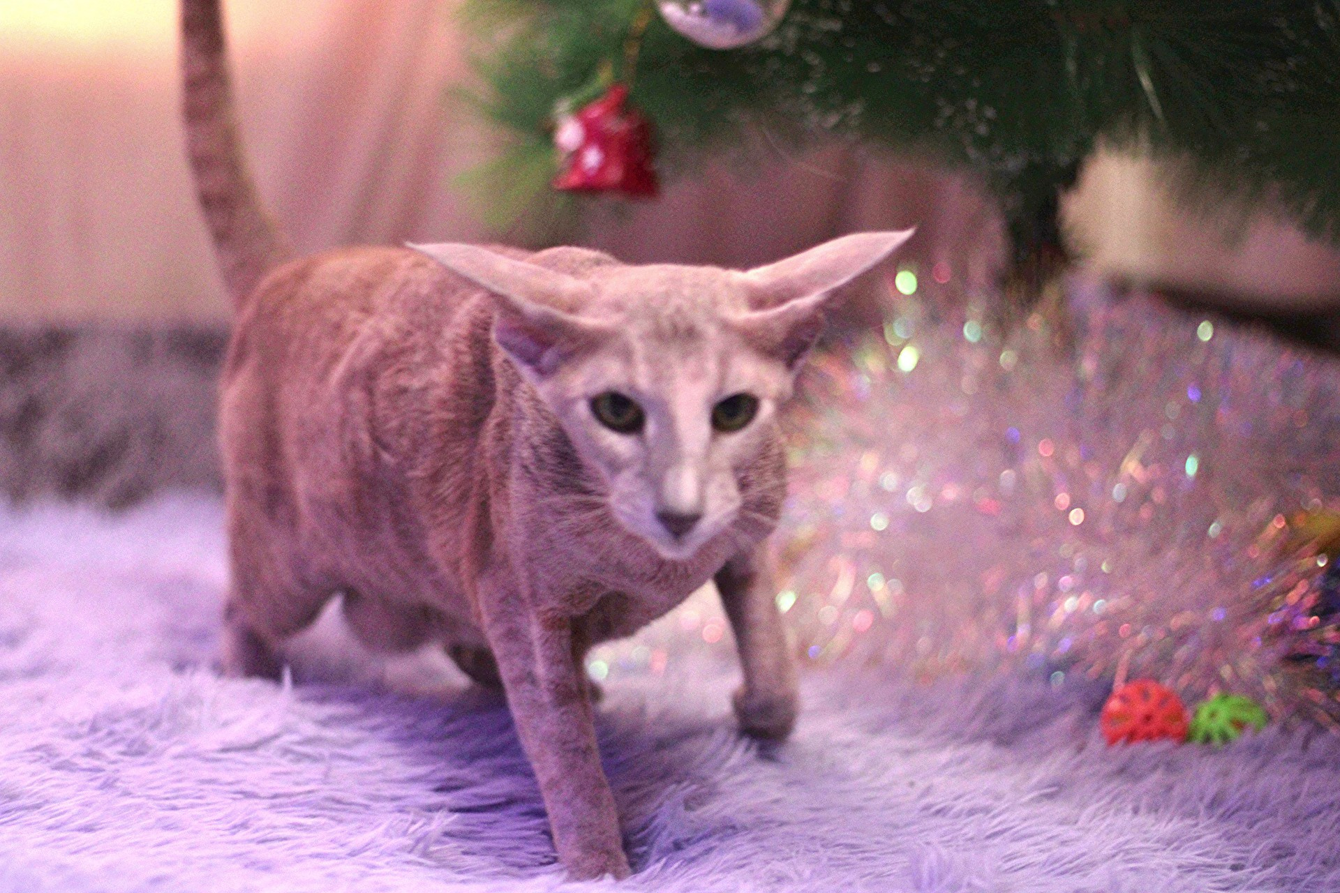 Катя Попова|ЛайфСтайл фотограф