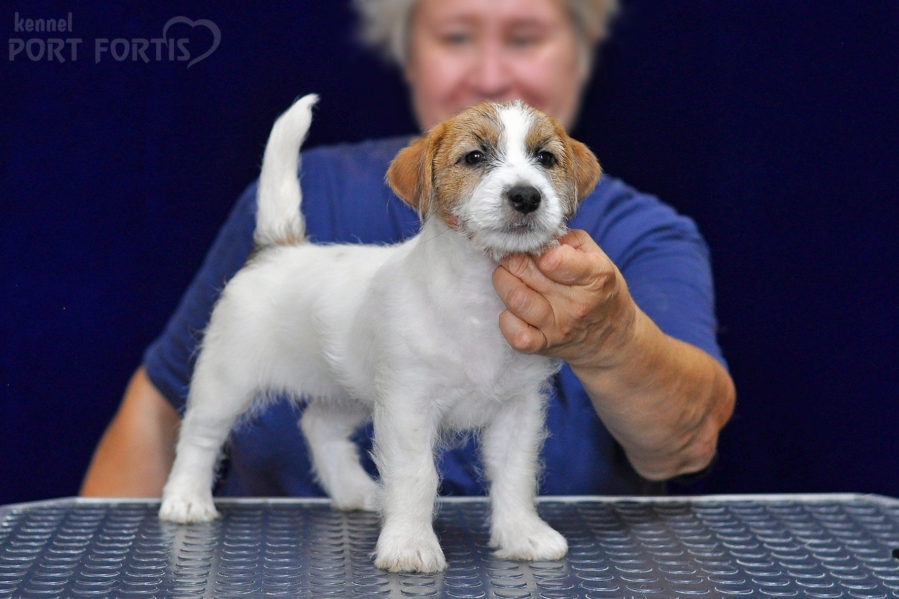 2026 Litter H female 3. Щенки джек рассел терьера, питомник РКФ, питомник джек рассел терьеров, питомник Порт Фортис, kennel PORT FORTIS