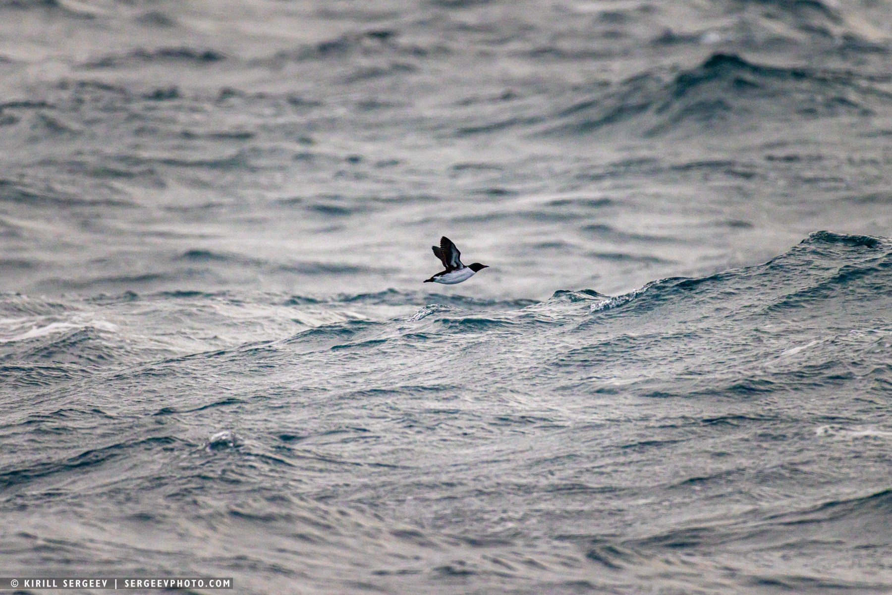 北極奧德賽. 攝影師 基里爾·謝爾蓋耶夫 |莫斯科