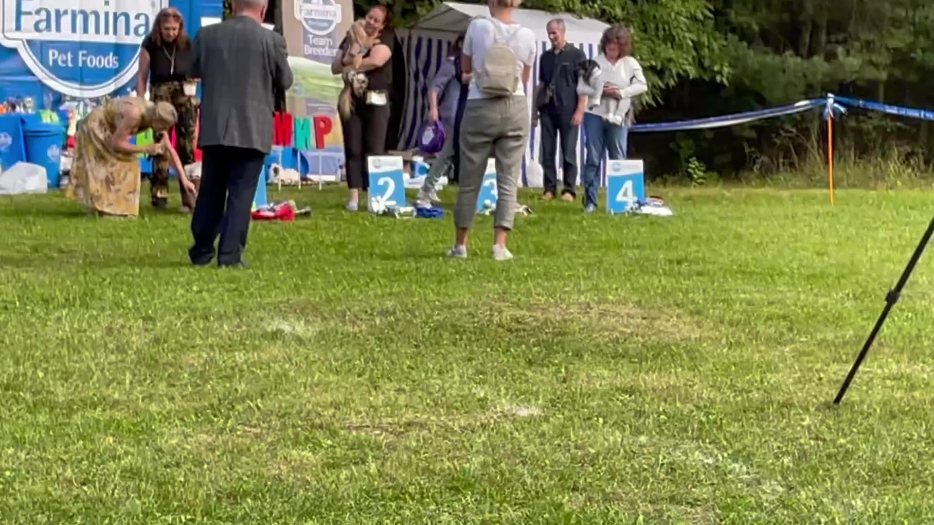 Первый фестиваль породы «Яркий мир КХС 2021». Две выставки. Питомник китайских хохлатых собак Poale Ell: купить щенка