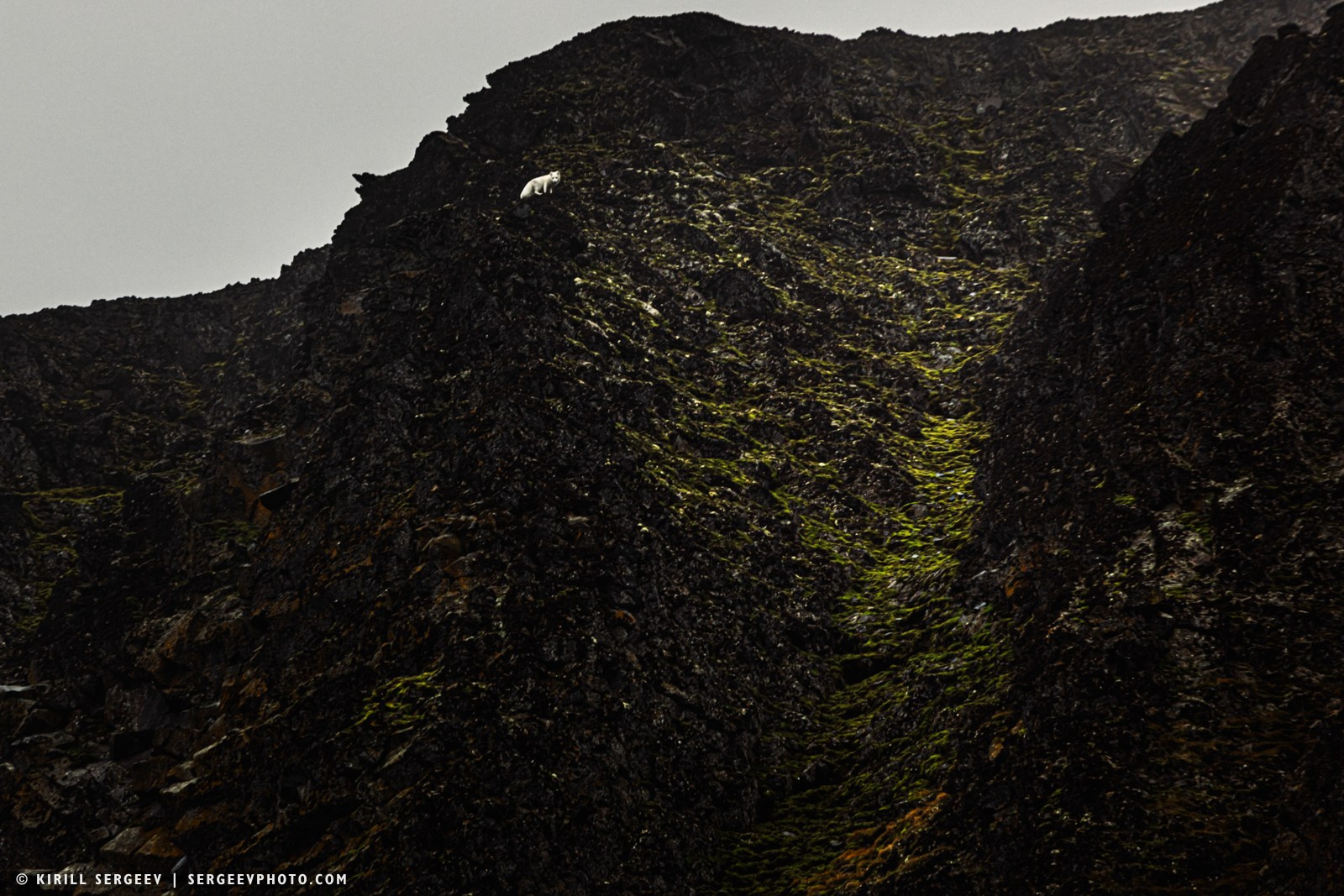 北極奧德賽. 攝影師 基里爾·謝爾蓋耶夫 |莫斯科
