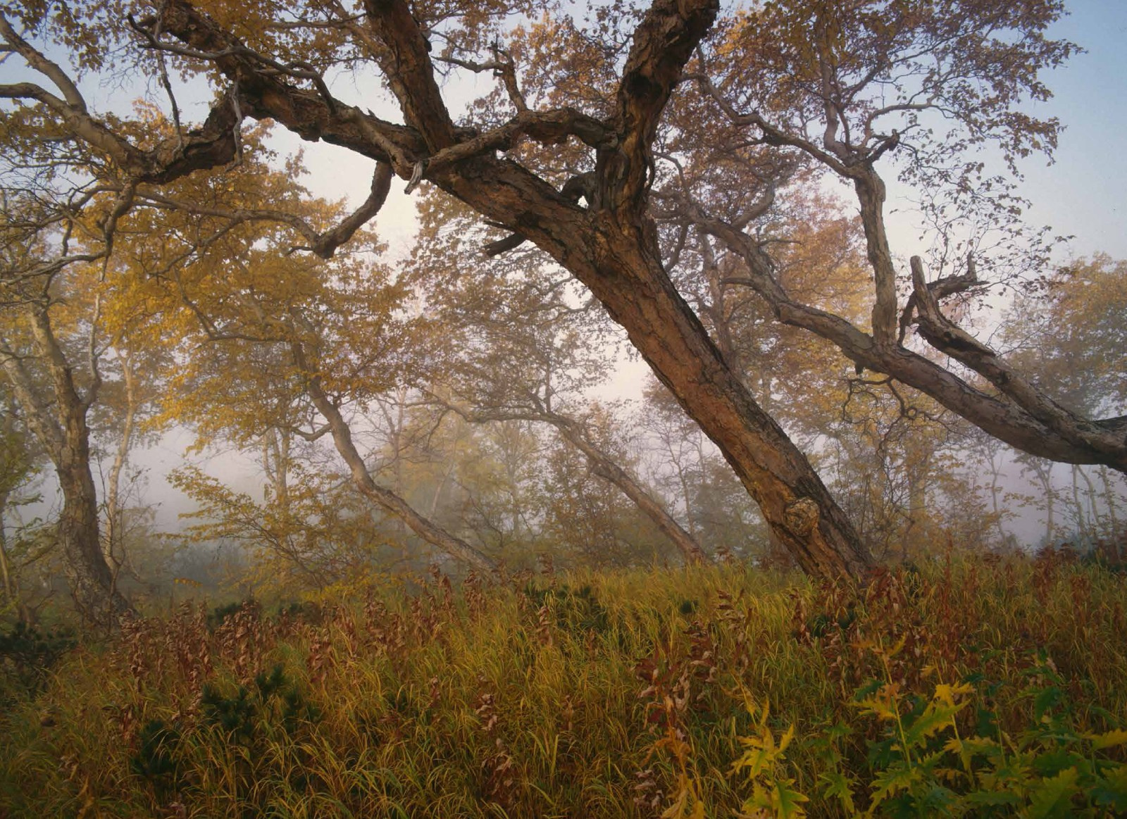 Коллекционные альбомы. ВАДИМ ГИППЕНРЕЙТЕР — ВЕЛИКИЙ ФОТОГРАФ ЗЕМЛИ РУССКОЙ