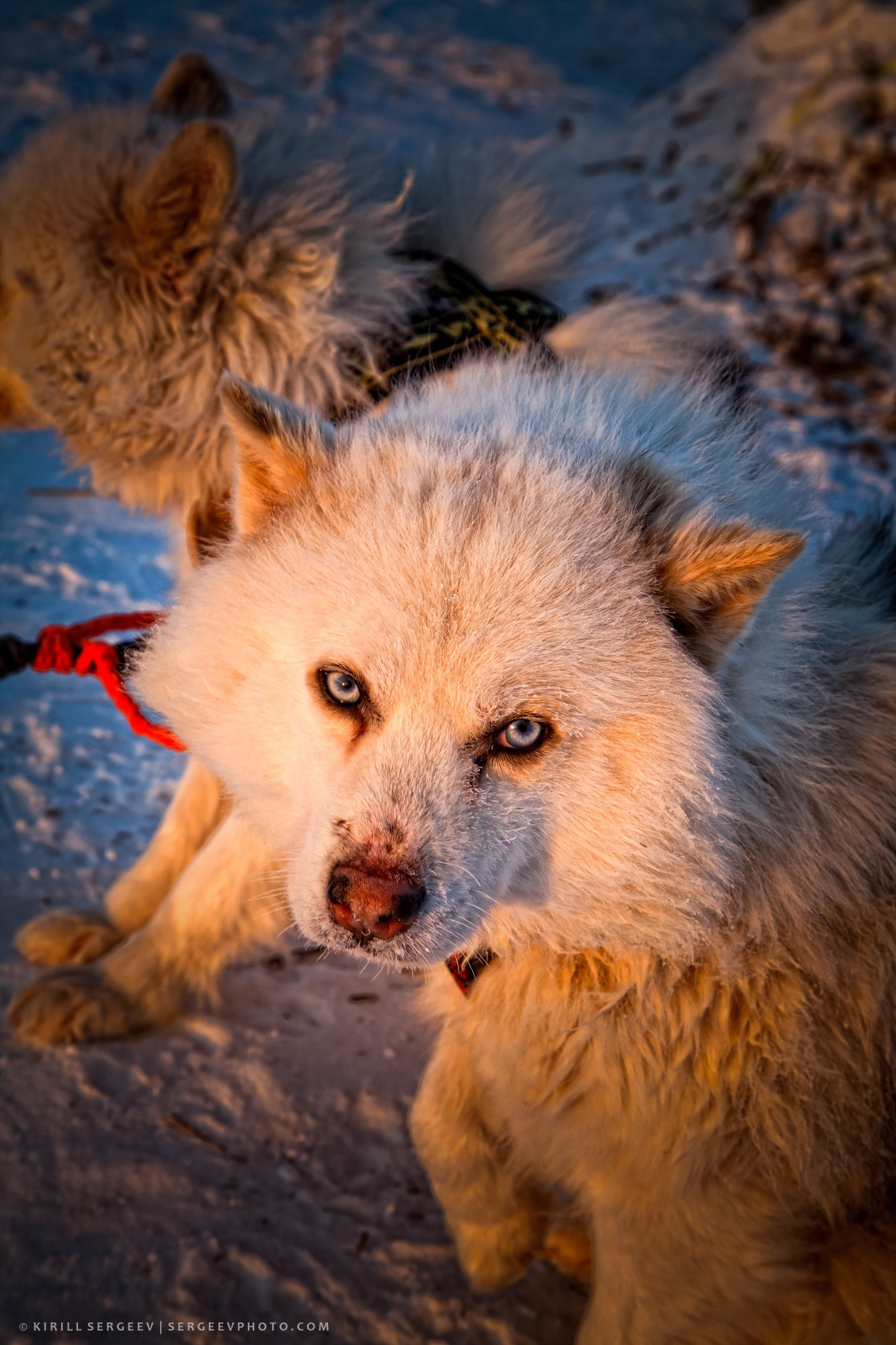 Yakutiya. Photographer Kirill Sergeev | Moscow