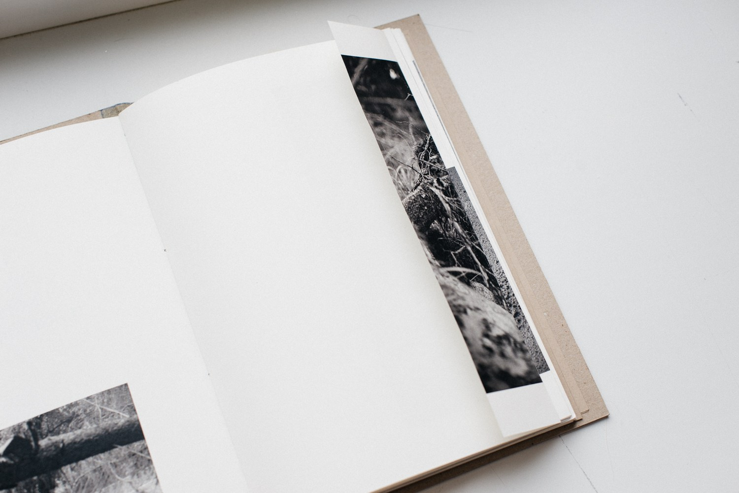 About forest, traps and sorrow. Main