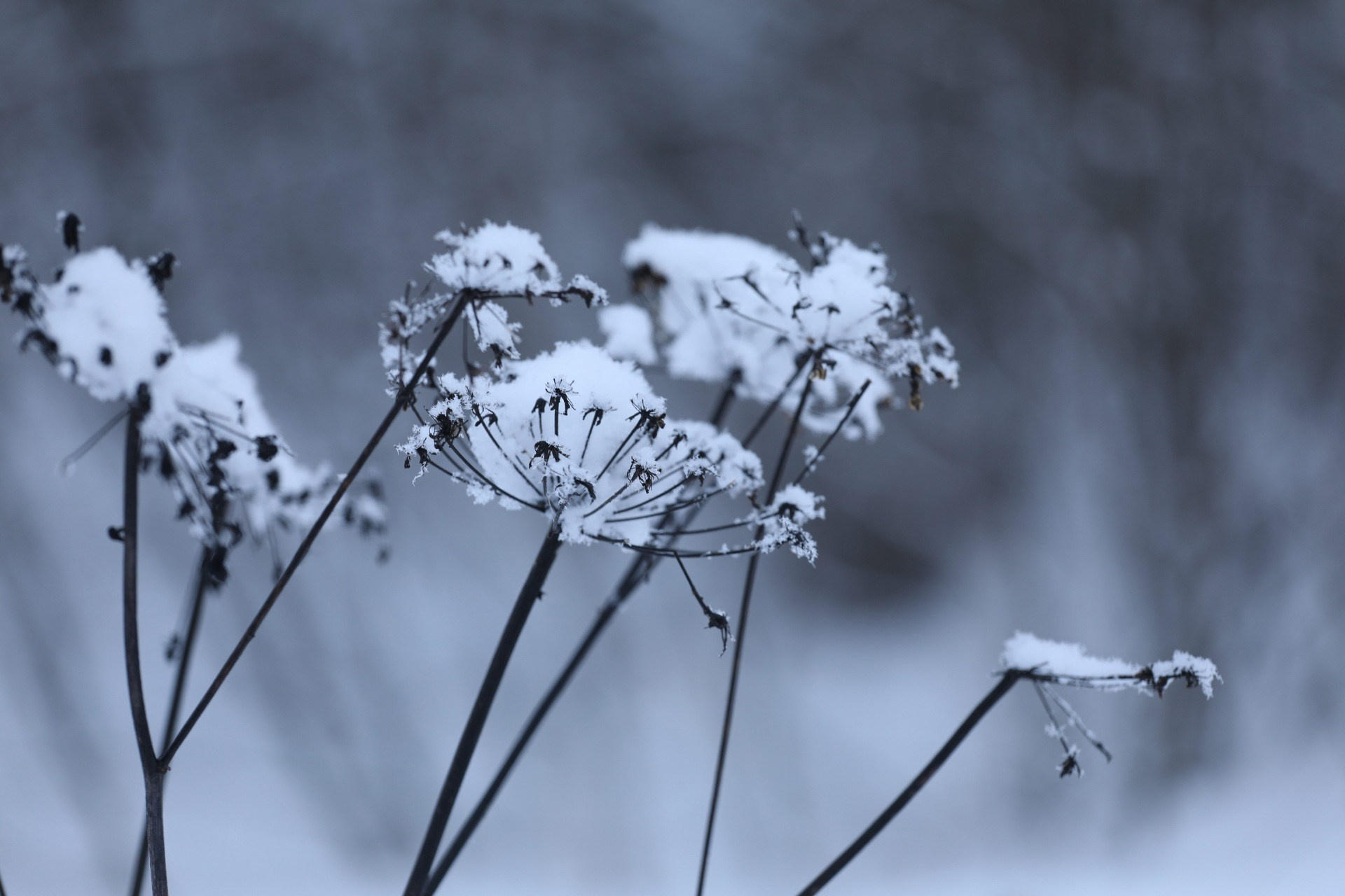 Фотопроект «Зима продолжается». Свадьбы, портретная, предметная съемка. Фотограф Александр К