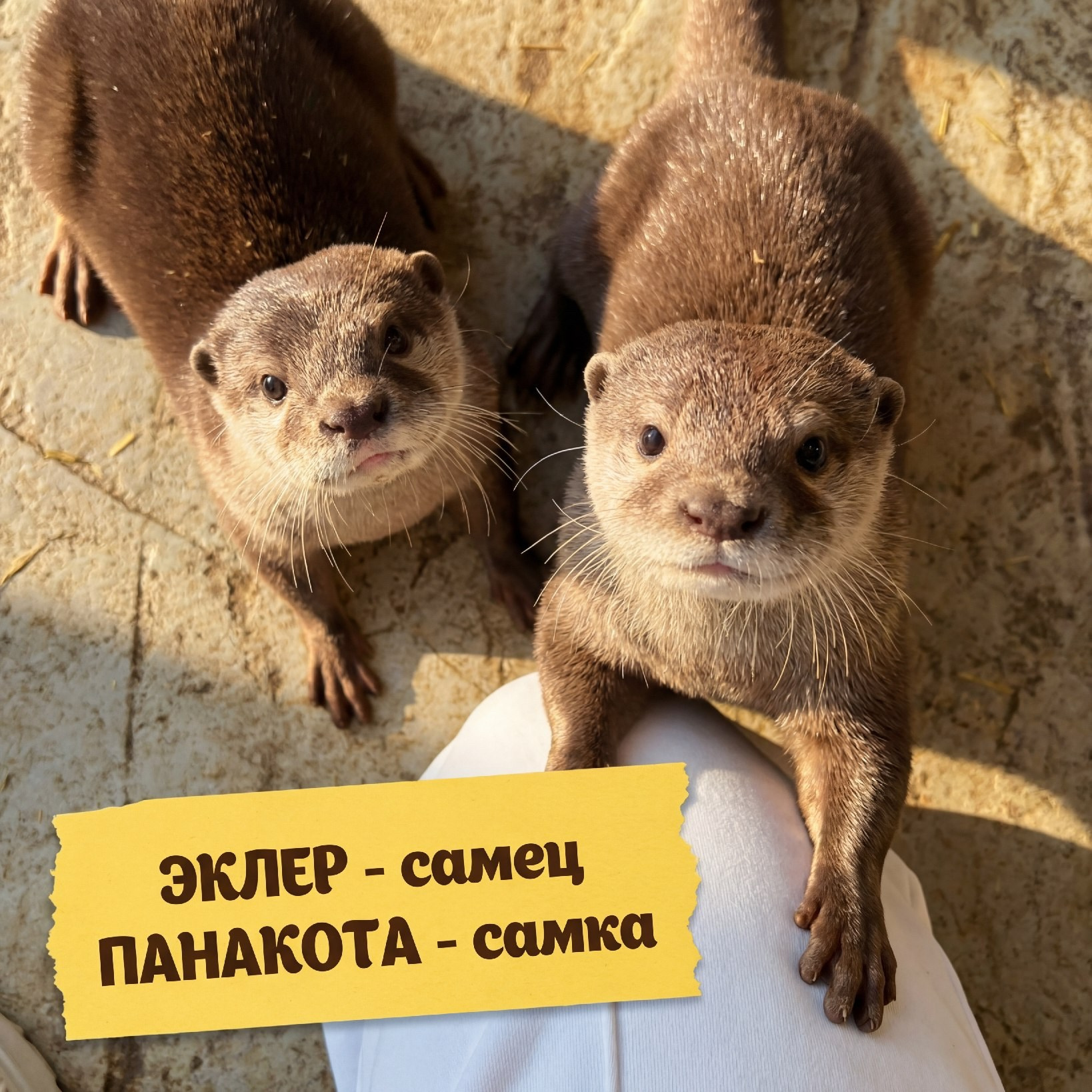 Азиатская Бескоготная выдра Неугомонные скоростные ребята в зоопарке Лесная Братва